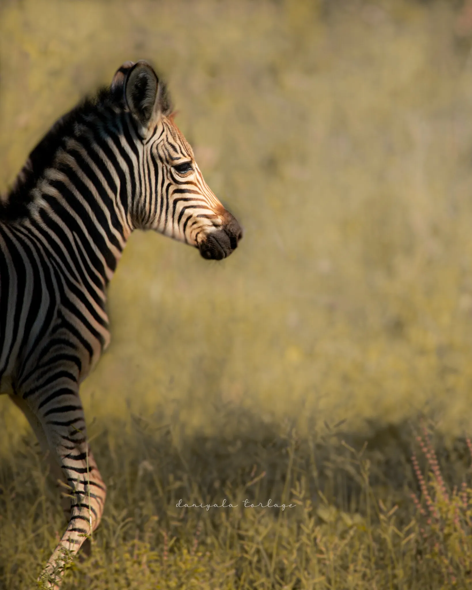 Baby Zebra
