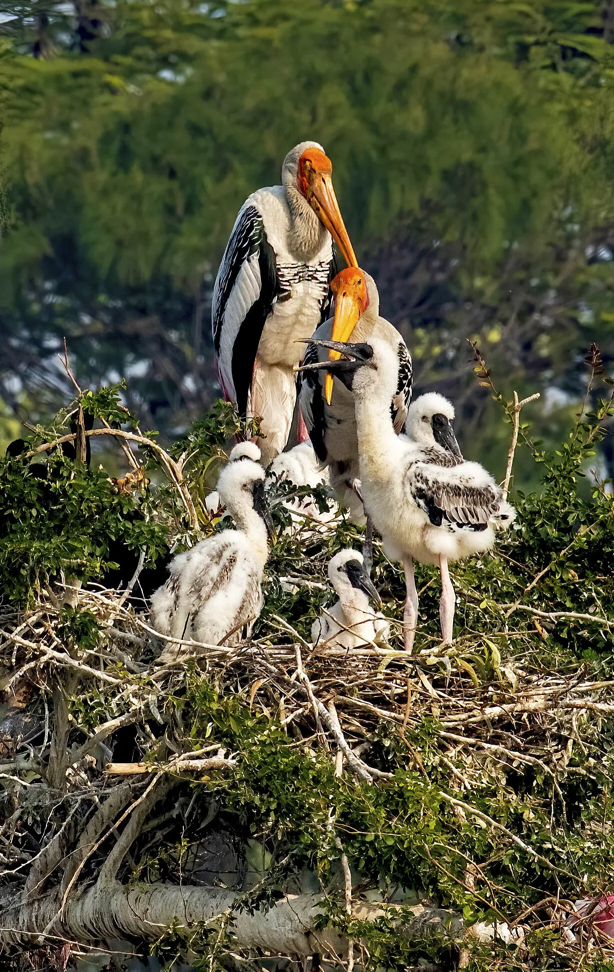 Painted stork family