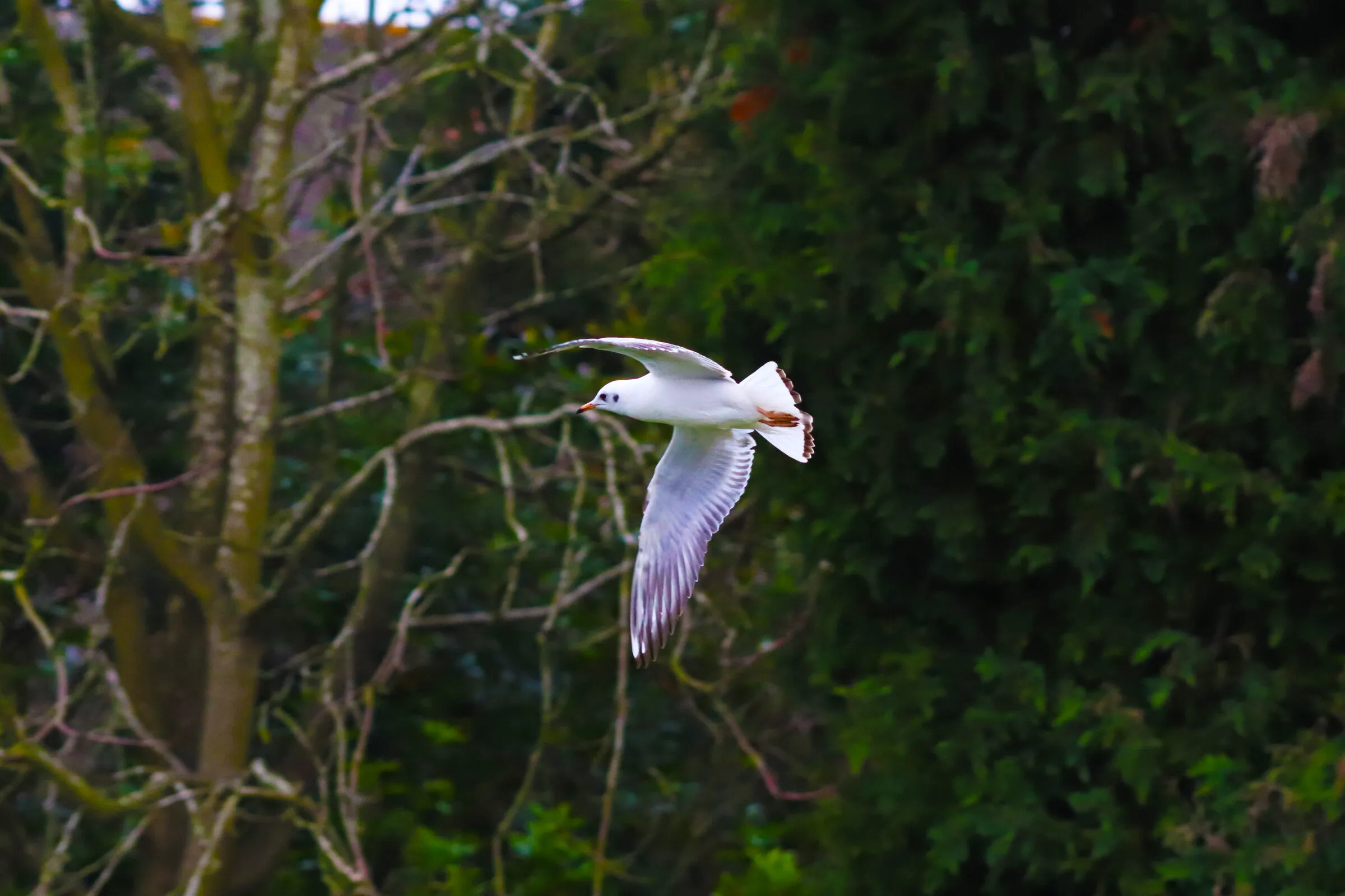 Bird from bedroom window