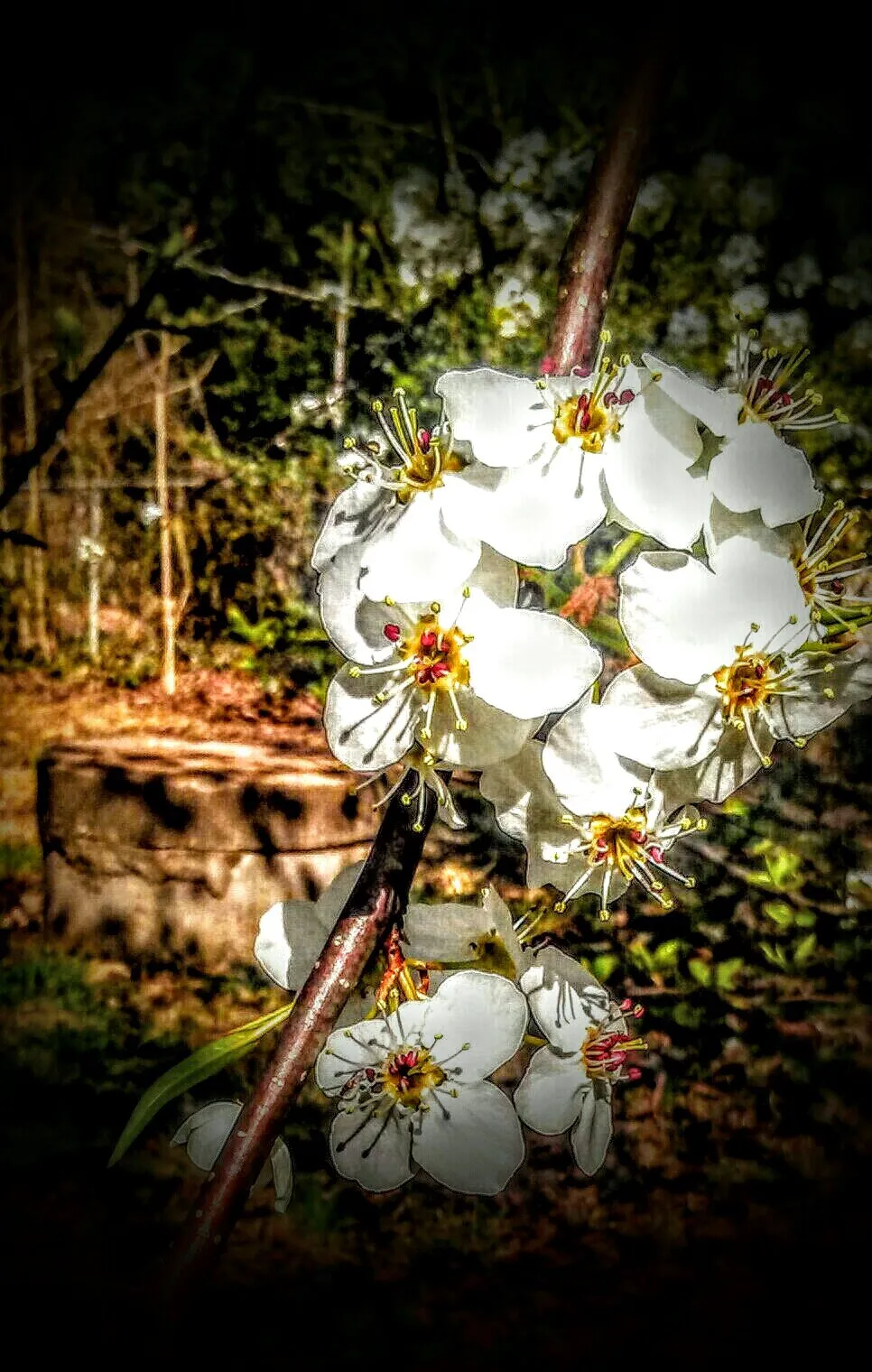 Open blossoms