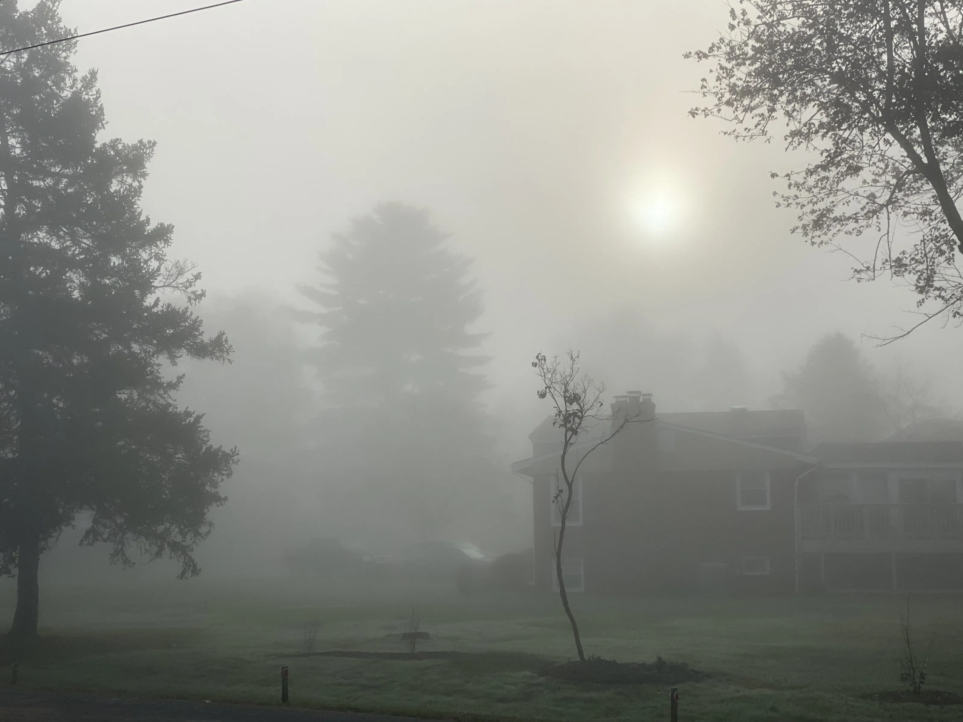 Foggy Morning