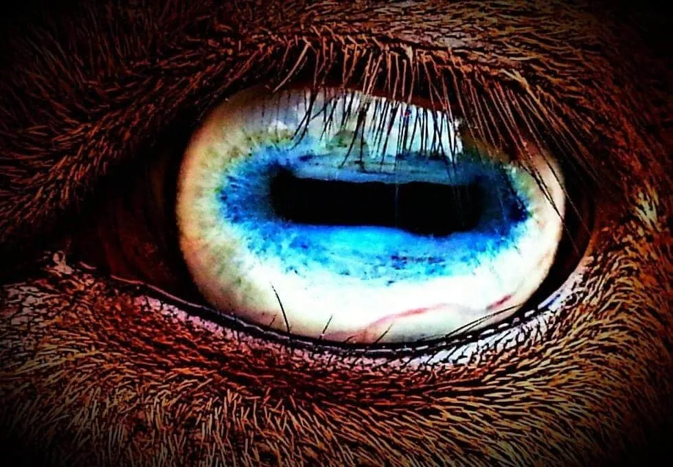 GOATS EYE