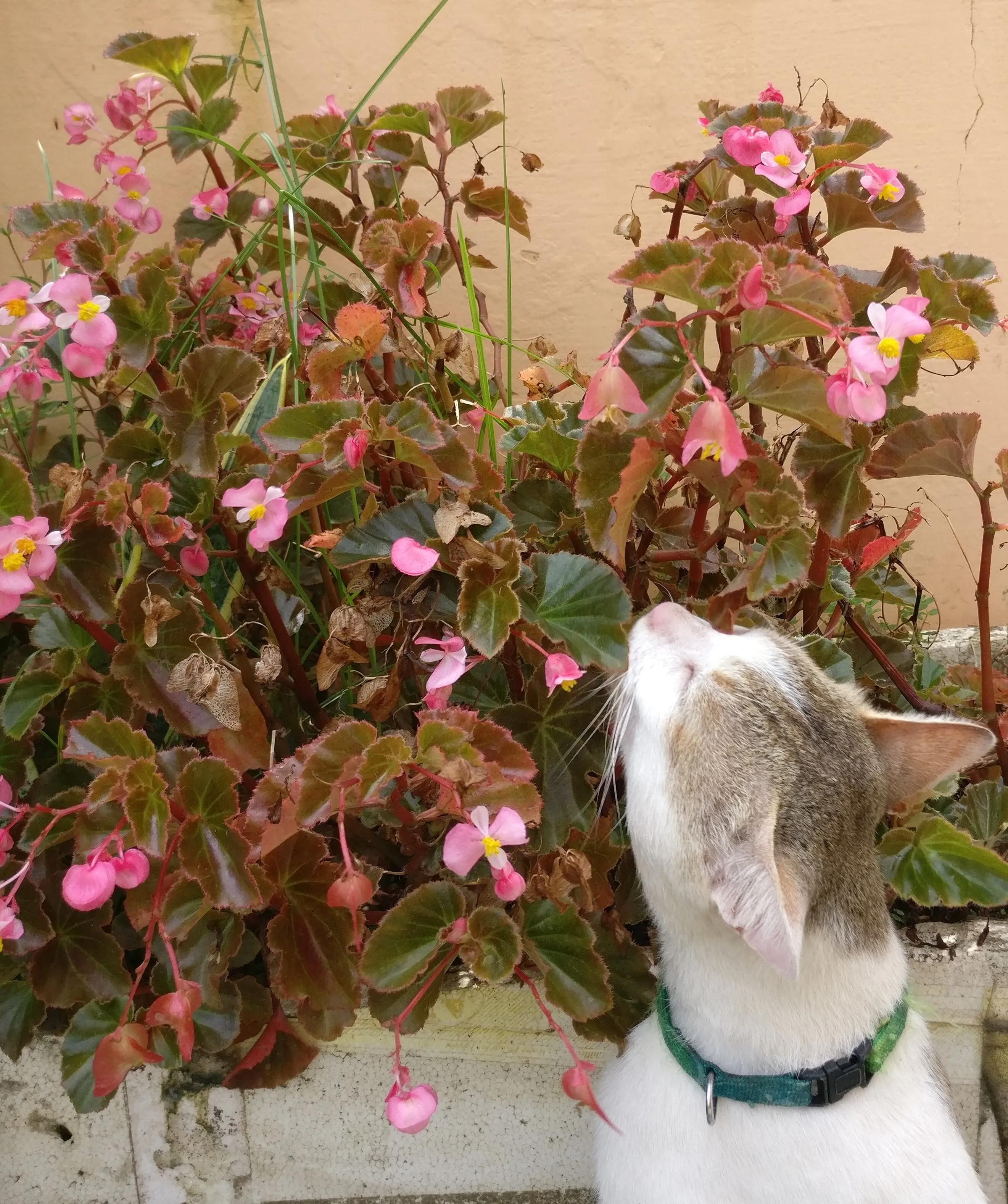 Begonia love