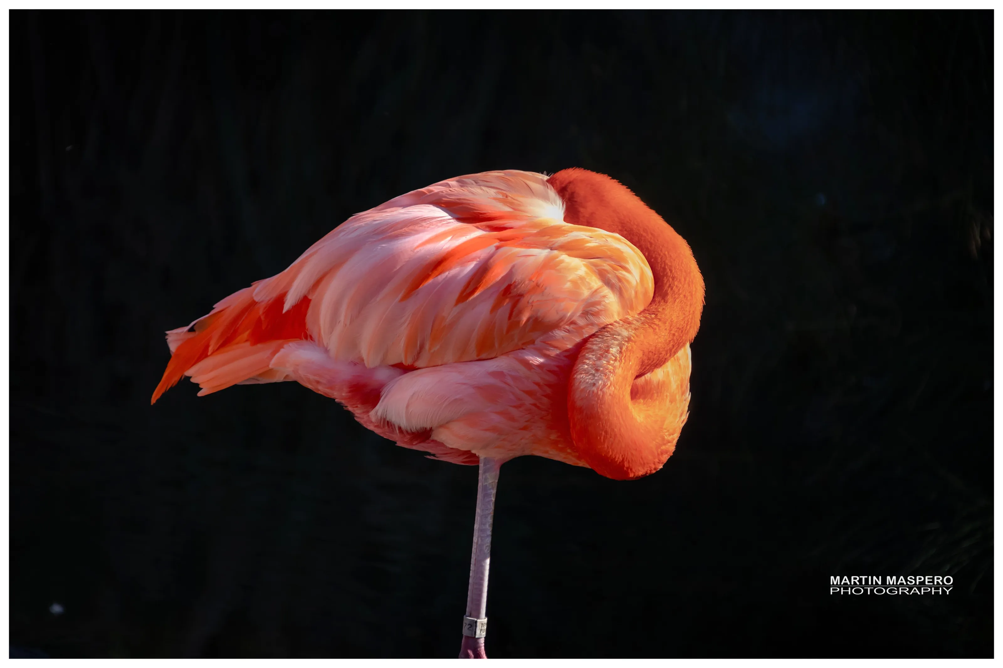 Red goose