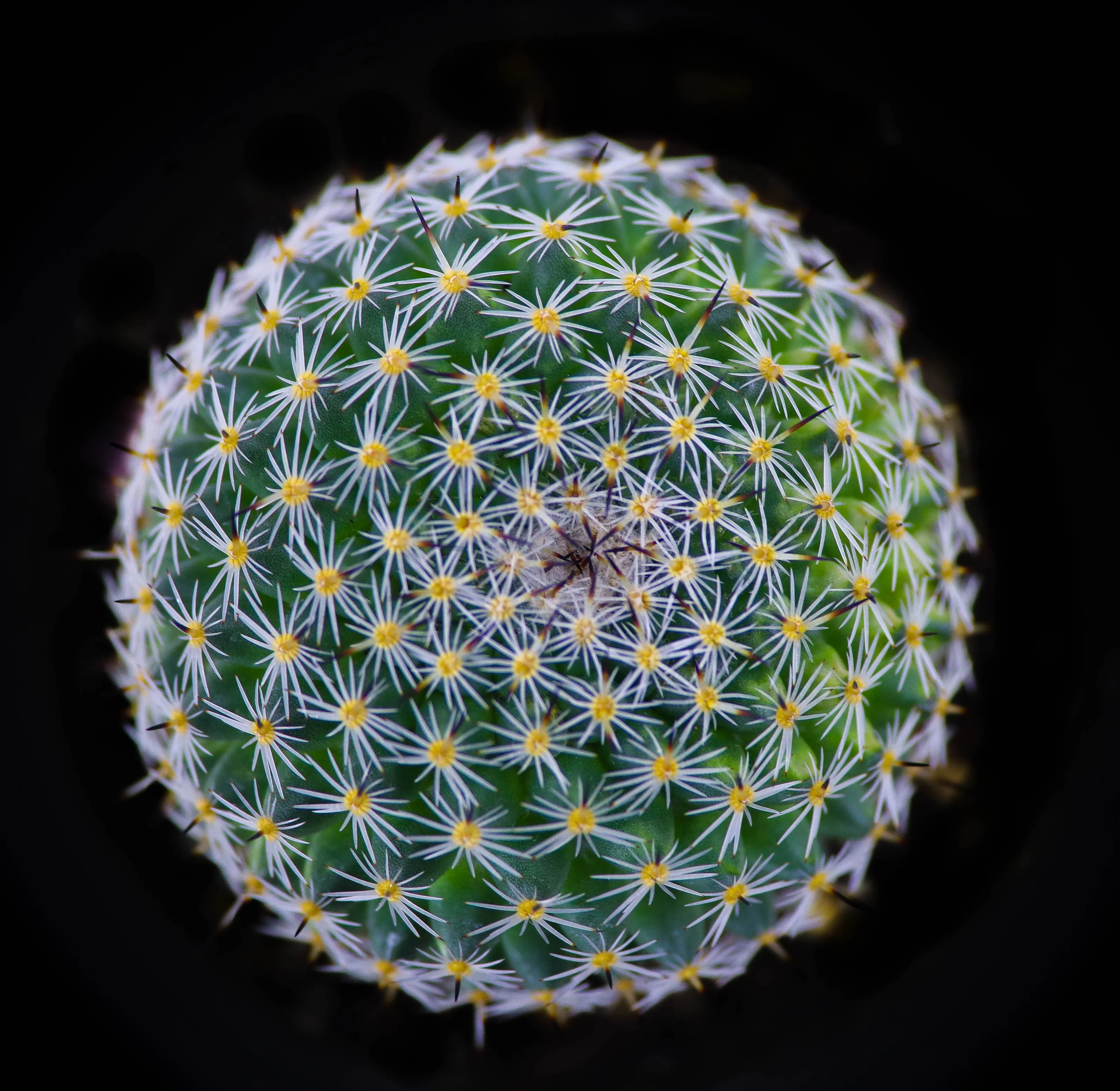 Pure succulent