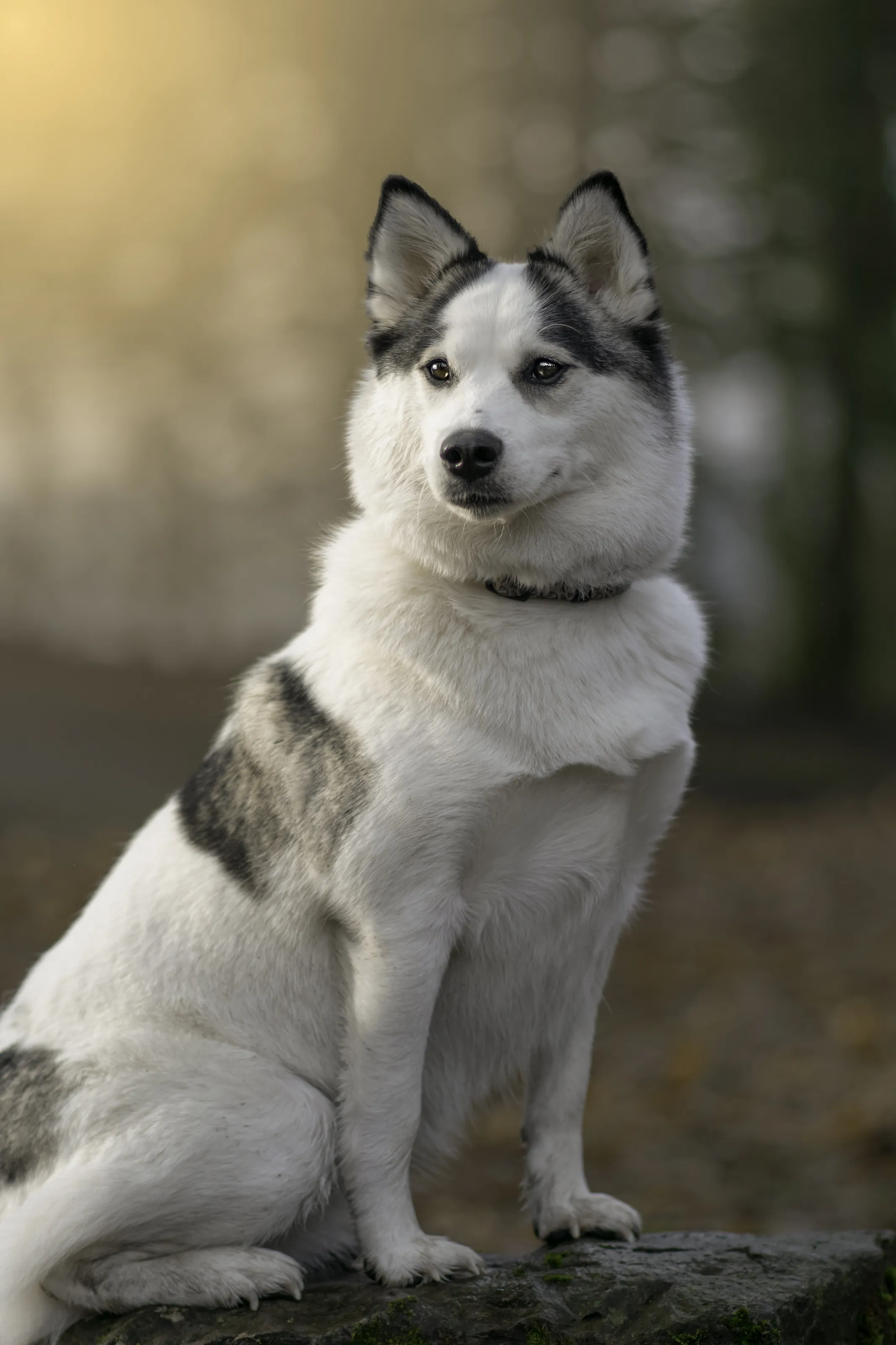 Shiloh