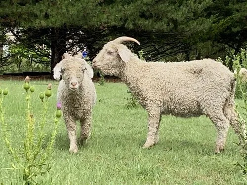 Angora Goats