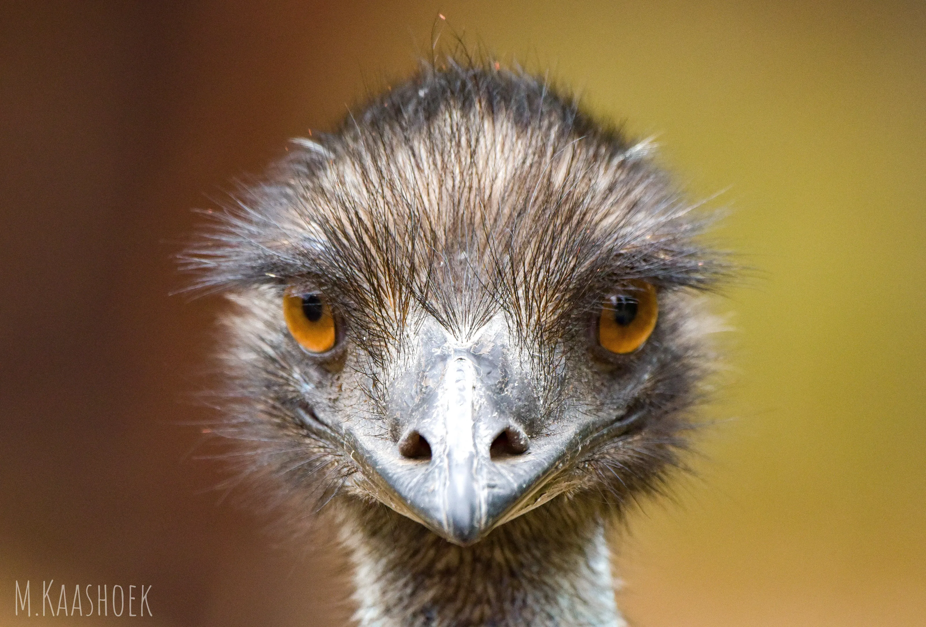Portrait of an Emu
