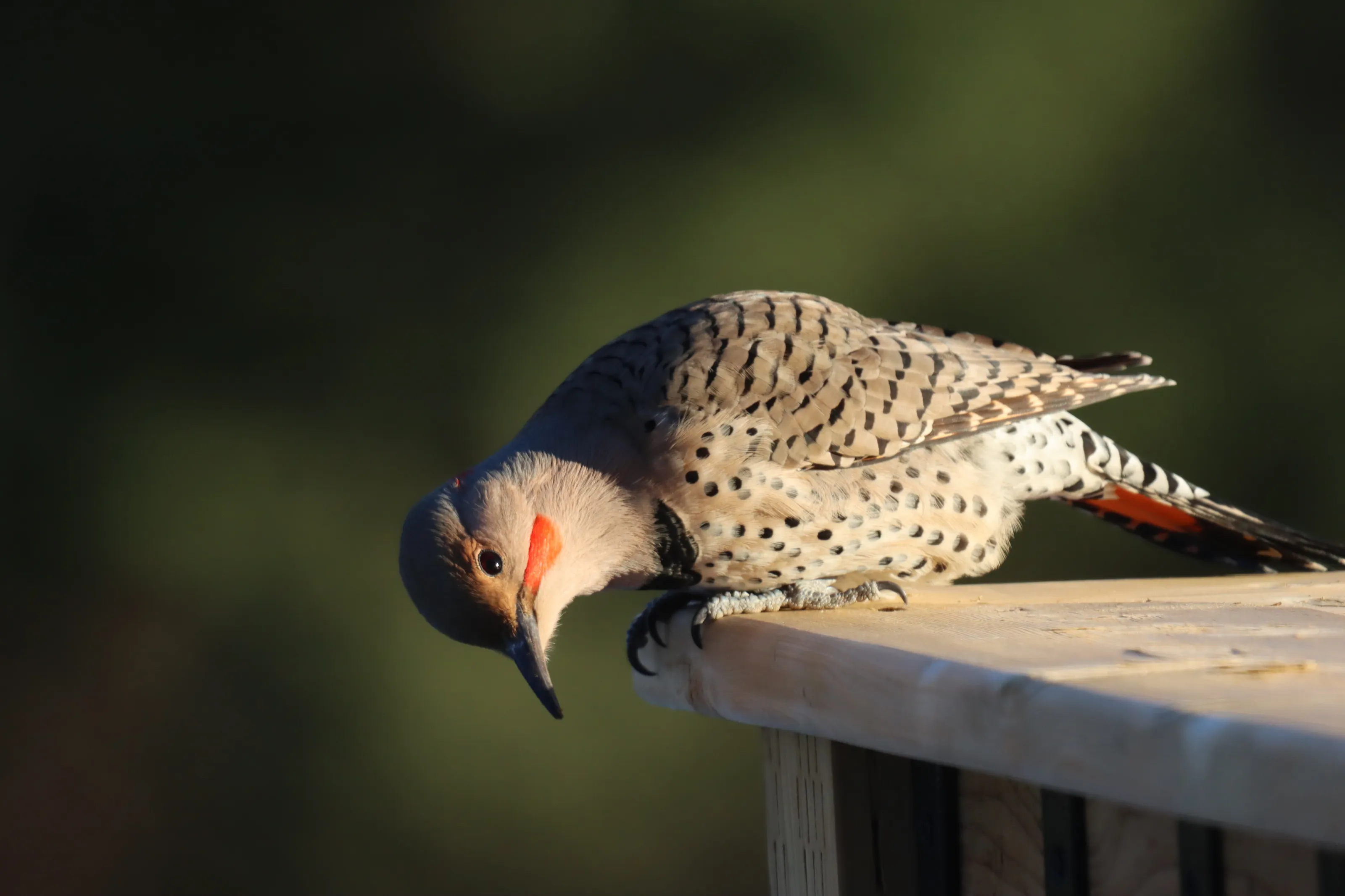 Curious Flicker