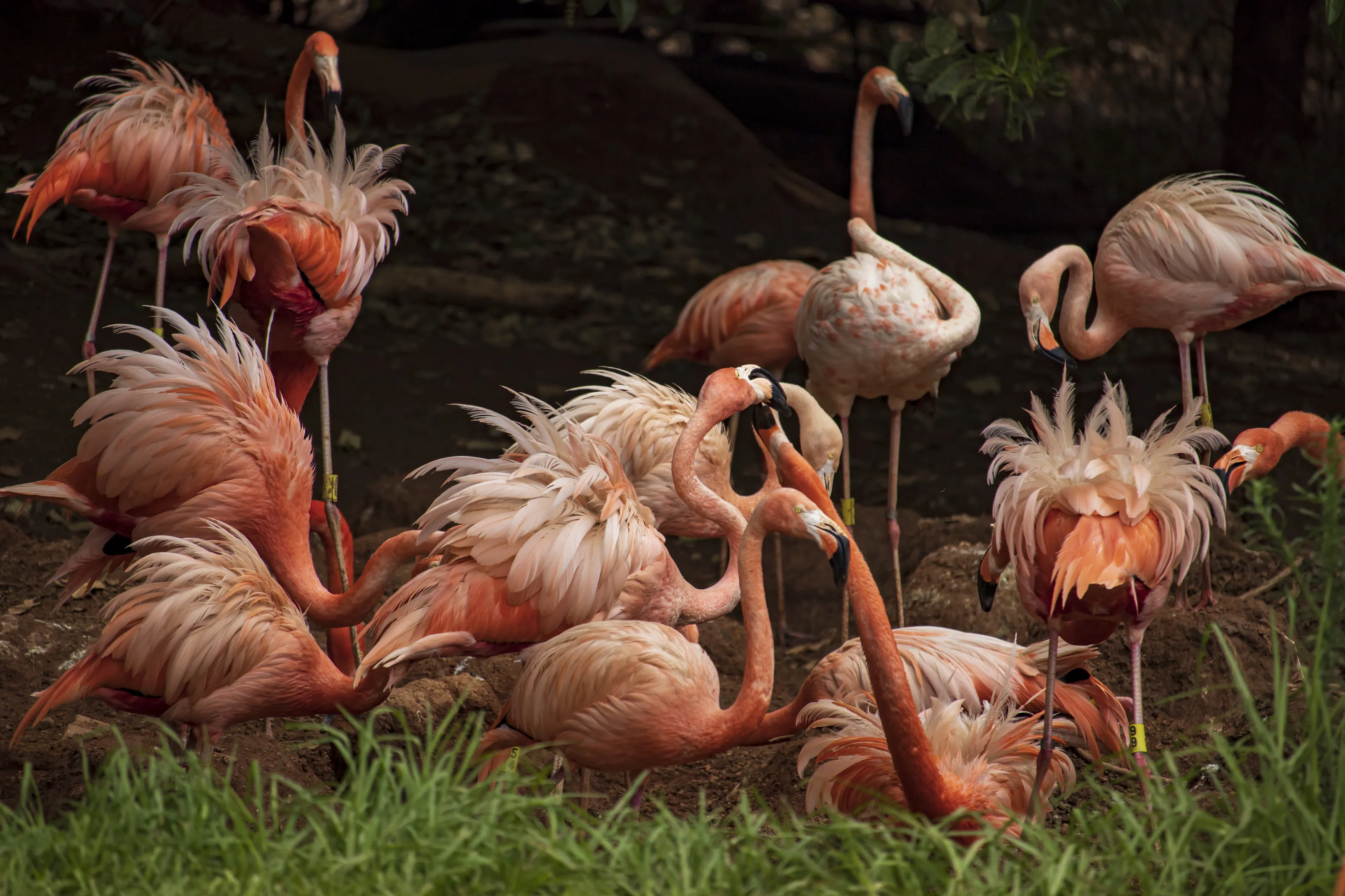The flamingo quarrel