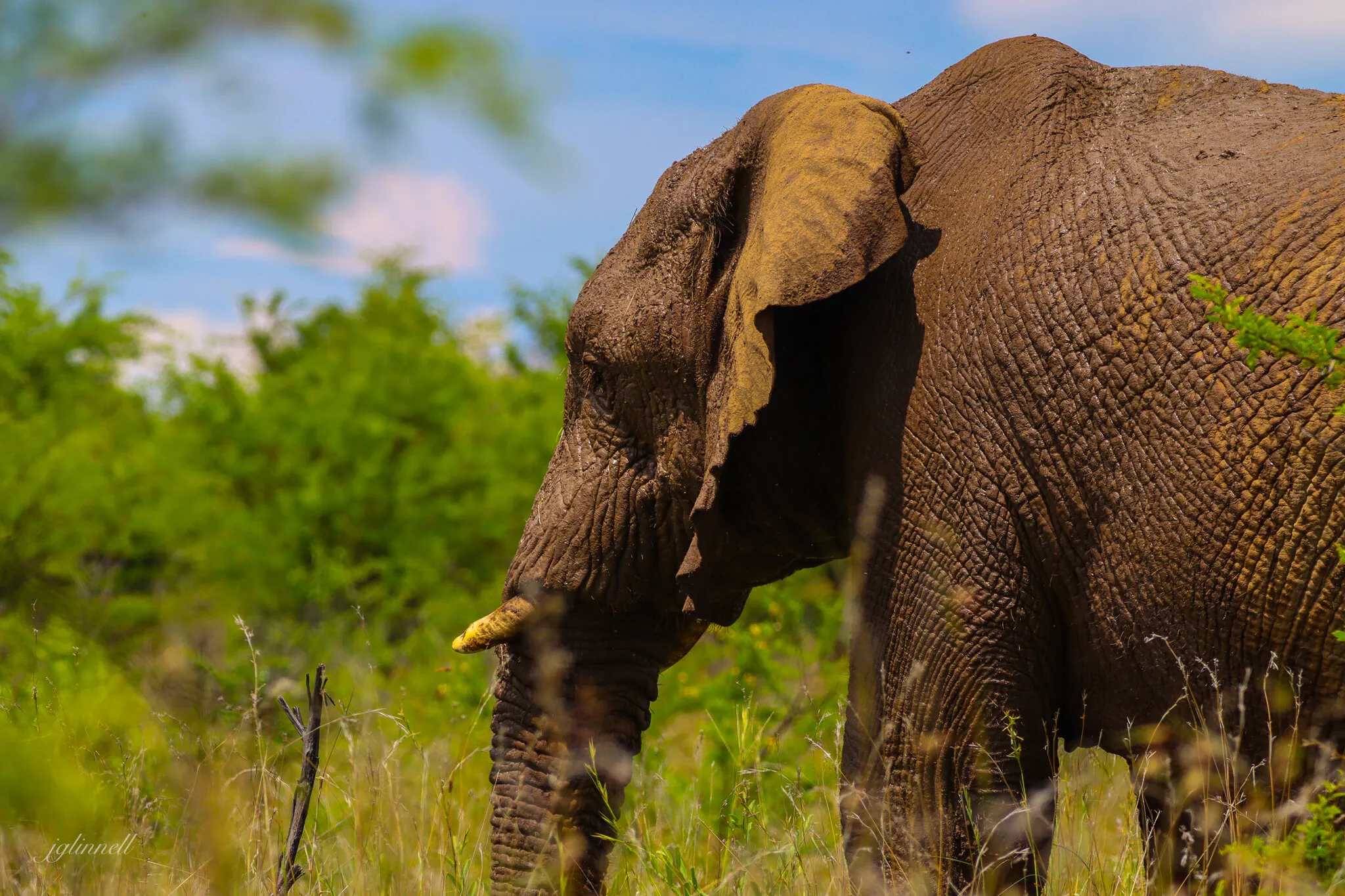 Elephant Bull