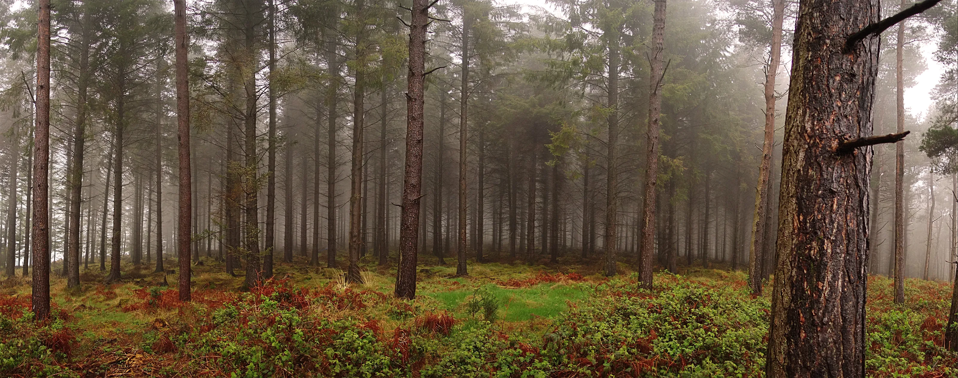 Strolling Fog After a Treacherous Rainstorn