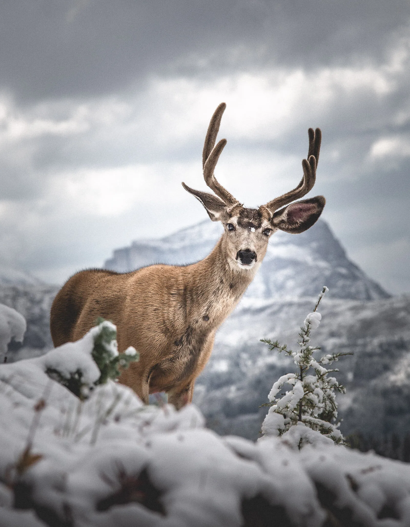 Sunshine Deer