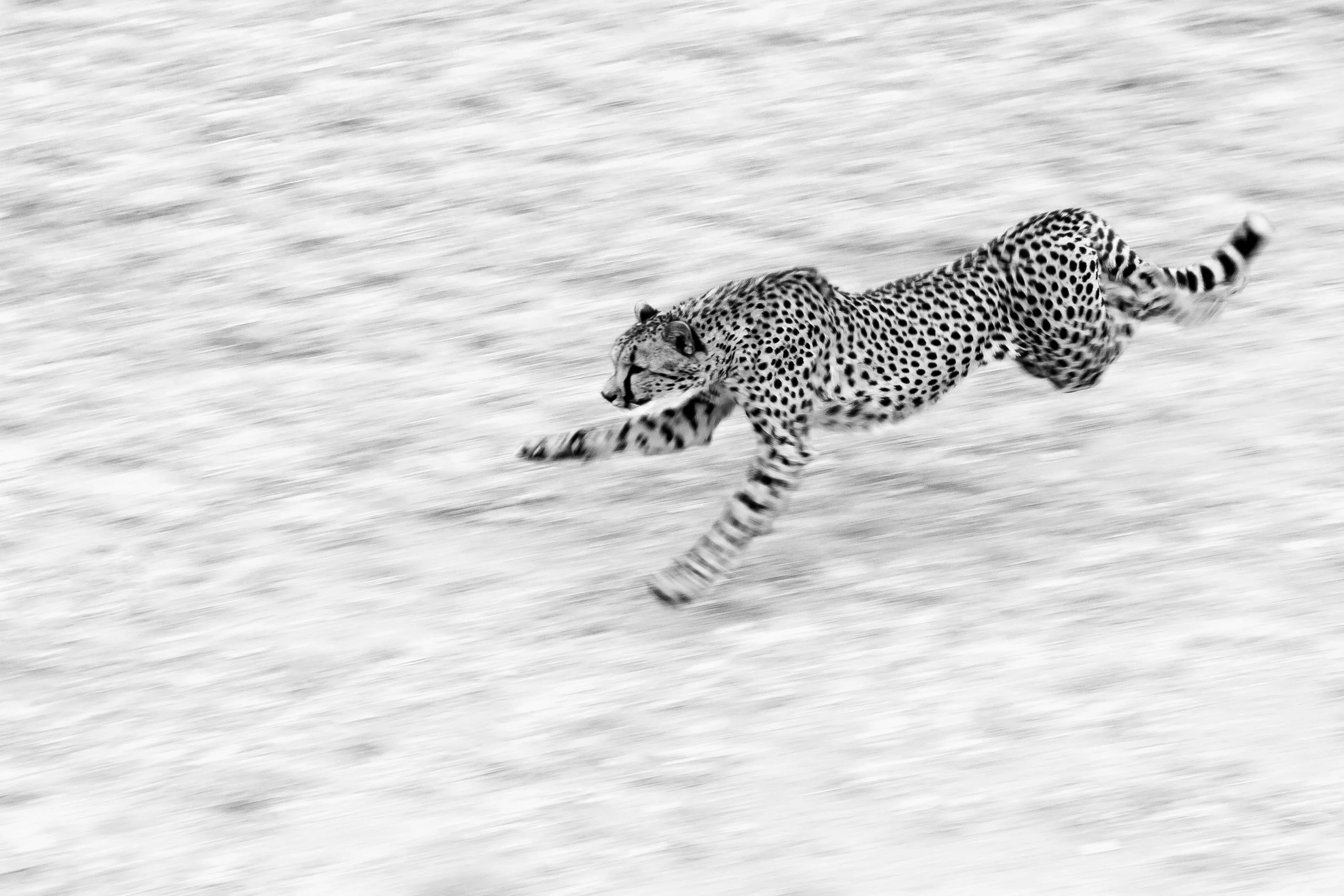Cheetah