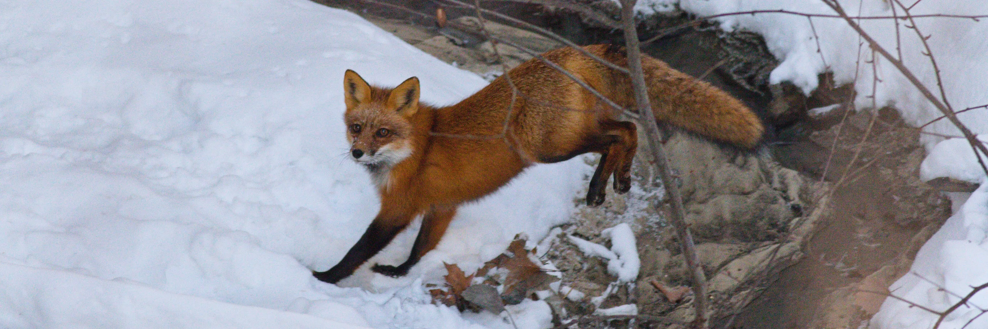 4G1A4626 Red Fox Panorama