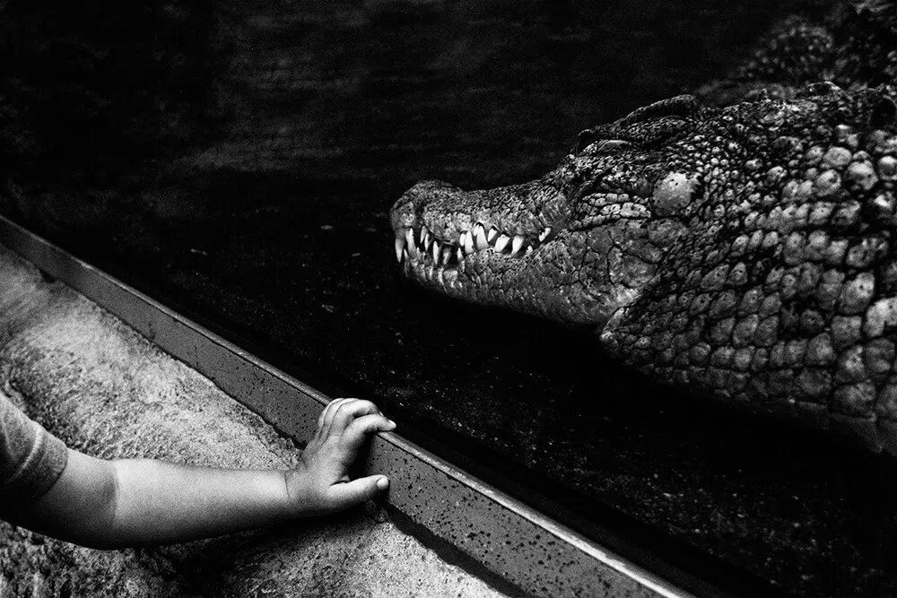 Crocodile