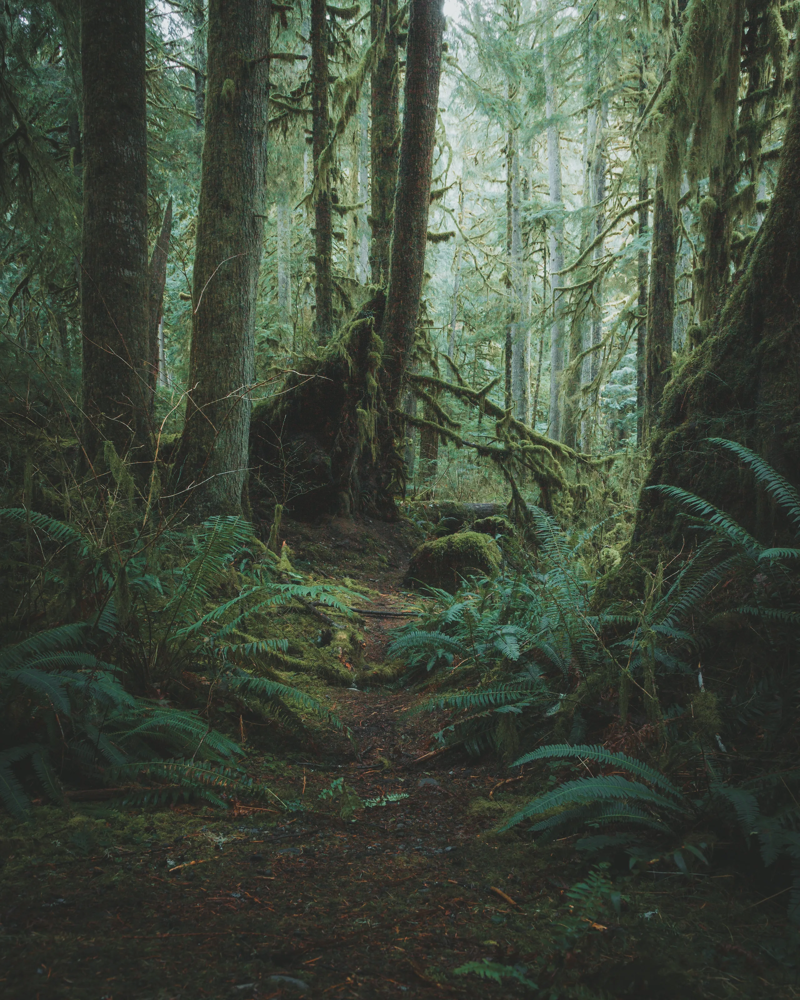 Lost in the Forest