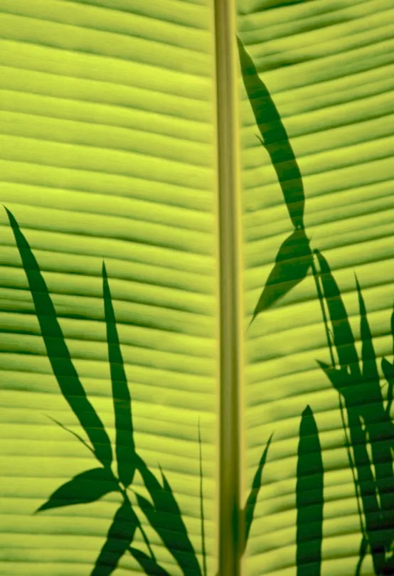 Bamboo Shadow