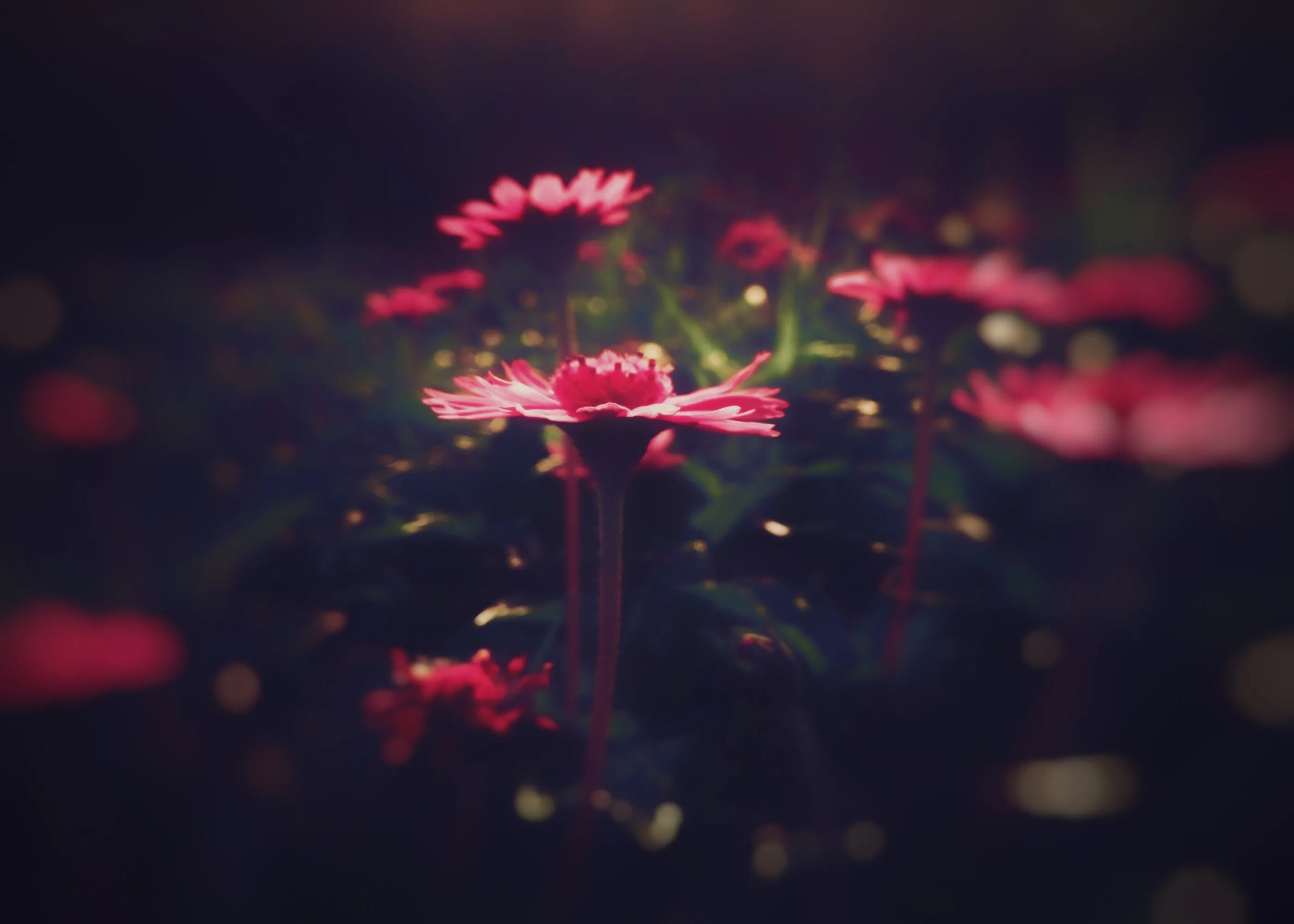 Garden of Paradise