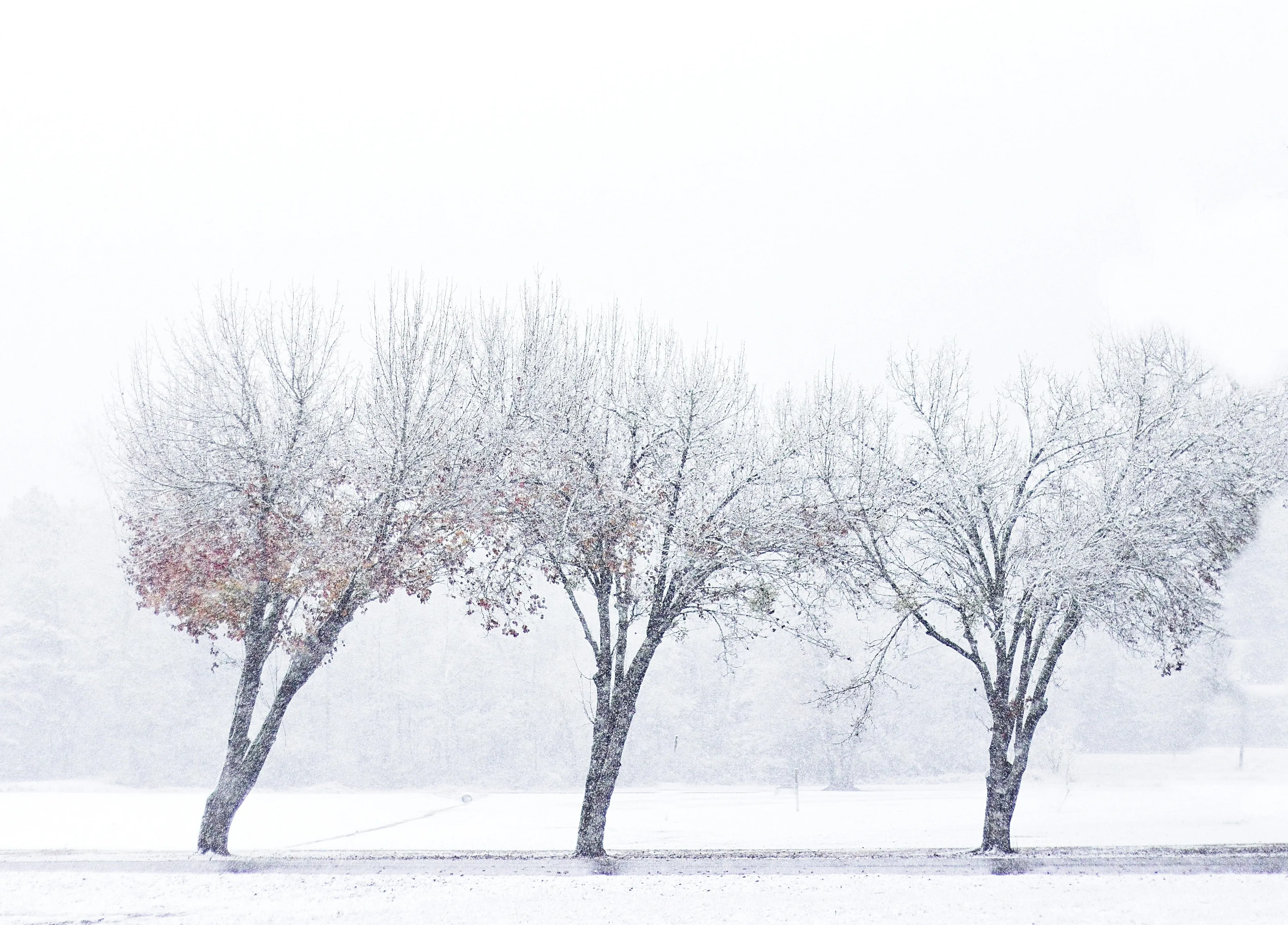 Three Trees