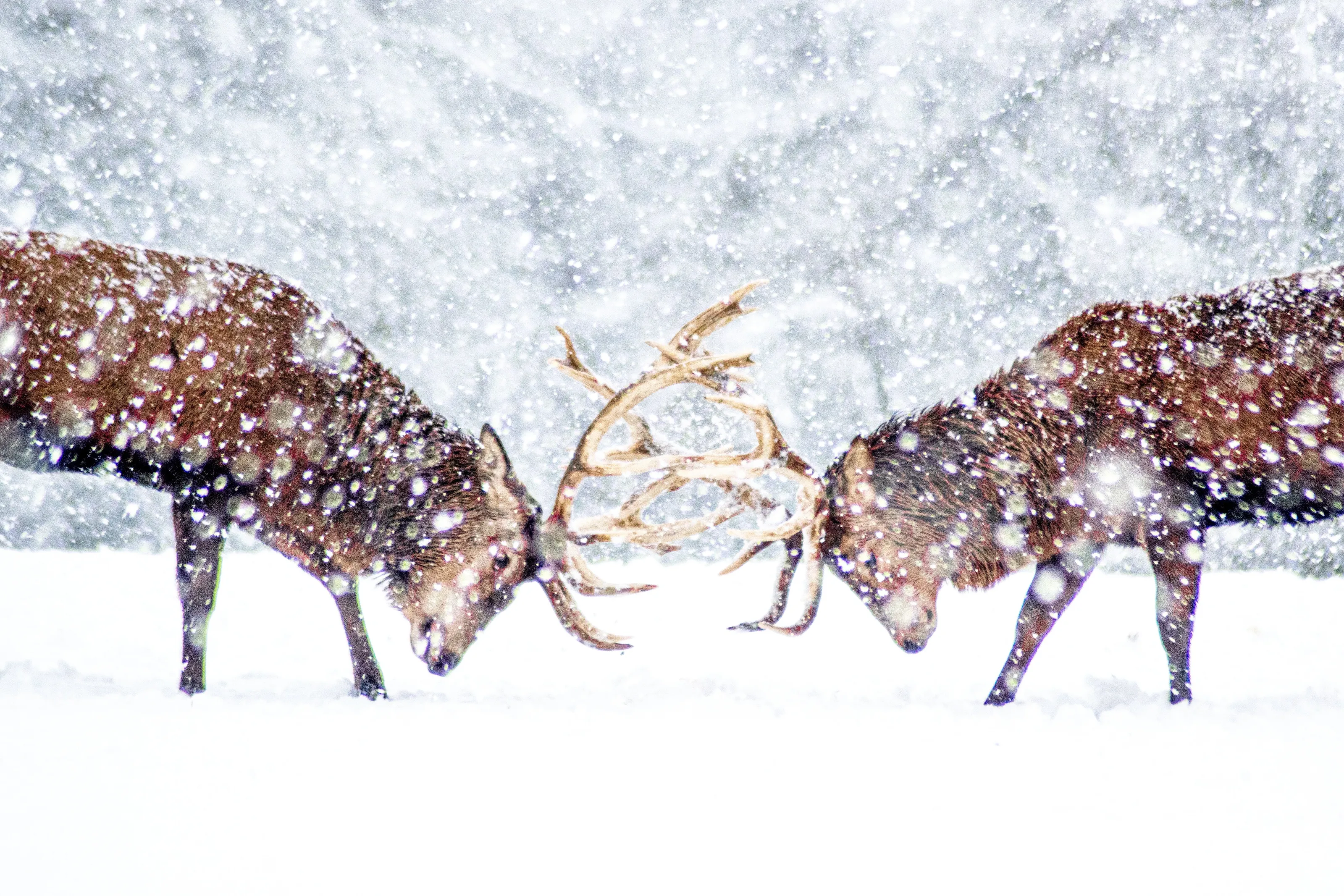 Winter Red Deer