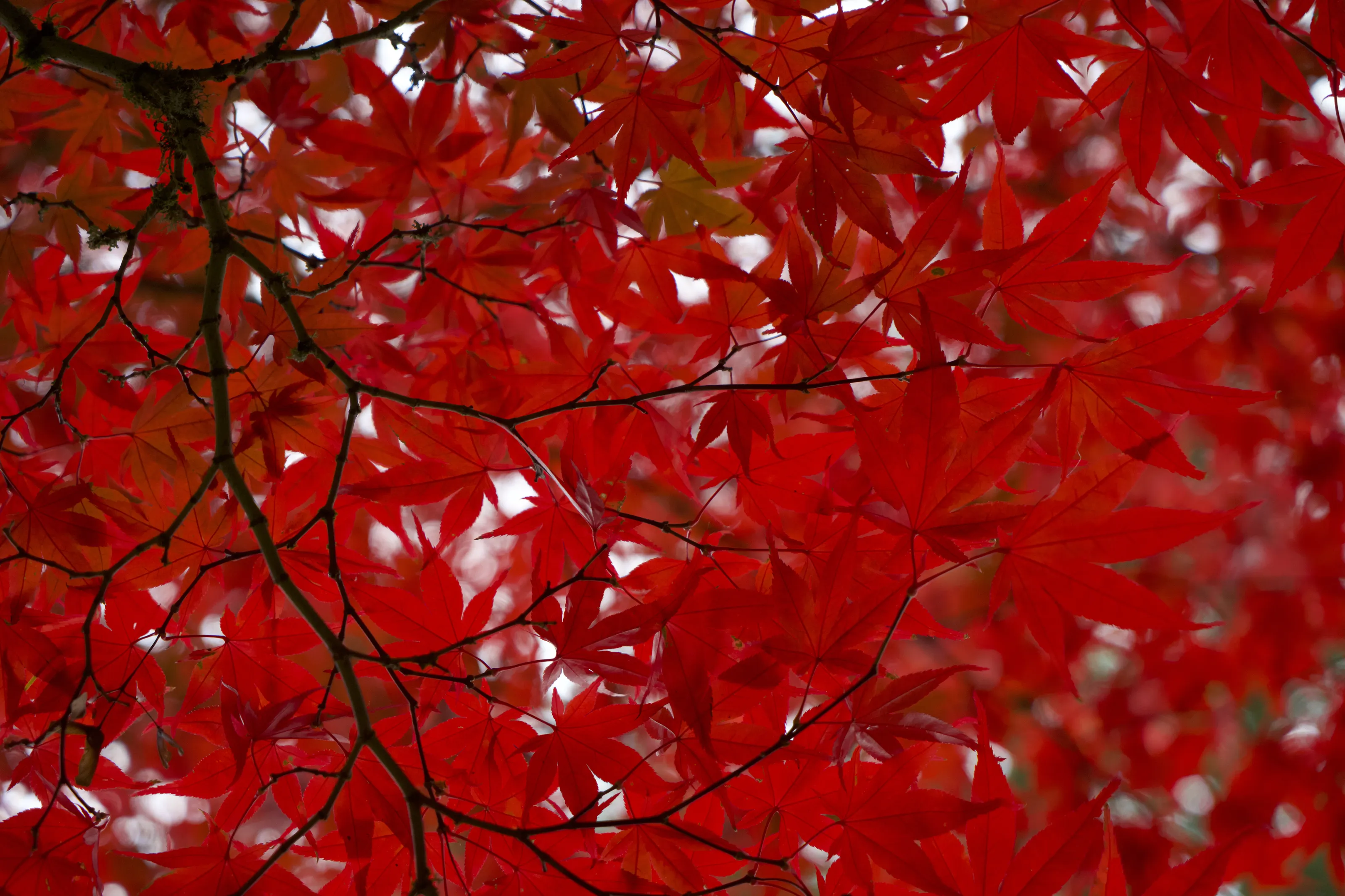 Red Leaves