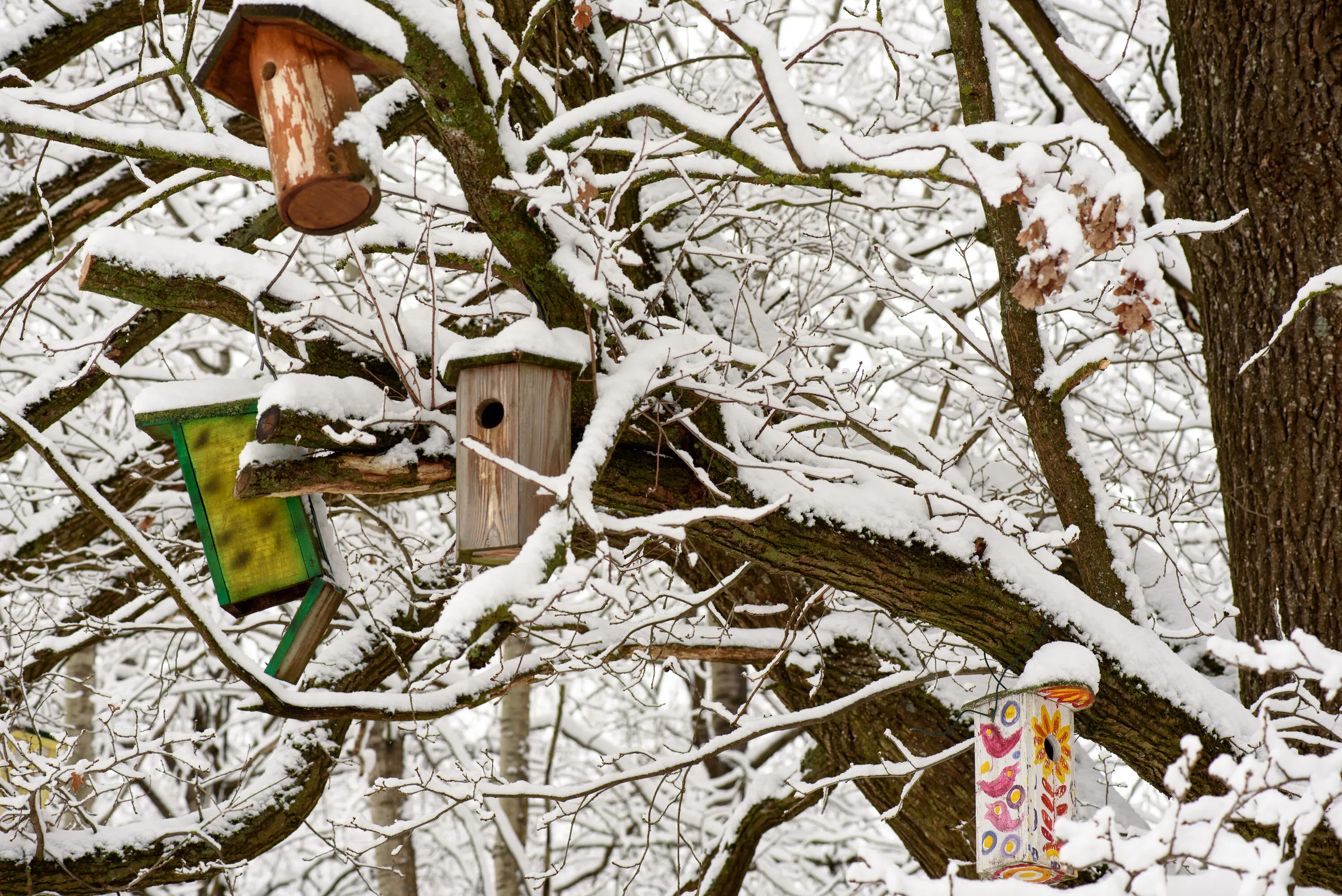 Colorful bird Houses