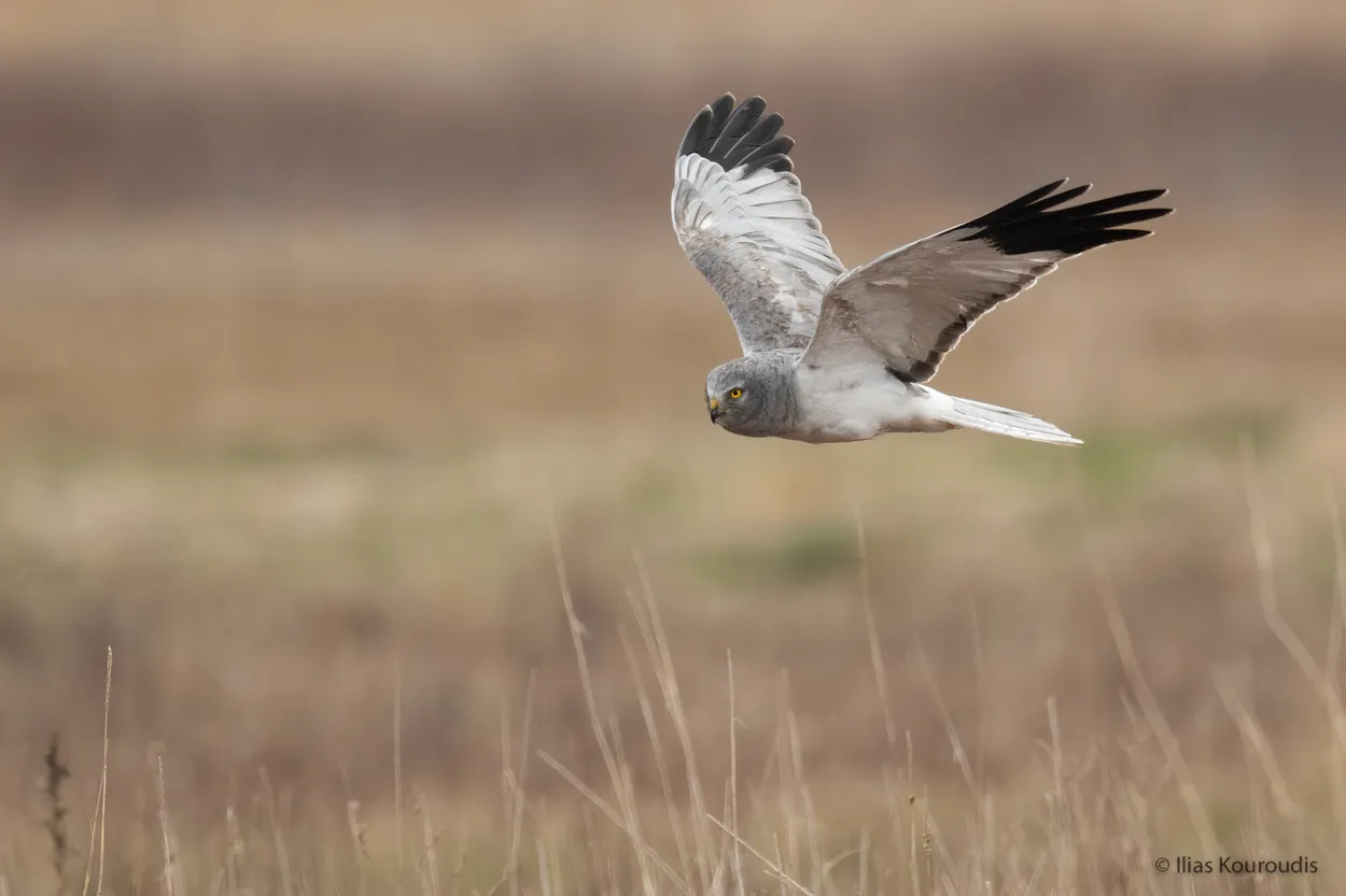 Entry 20015855