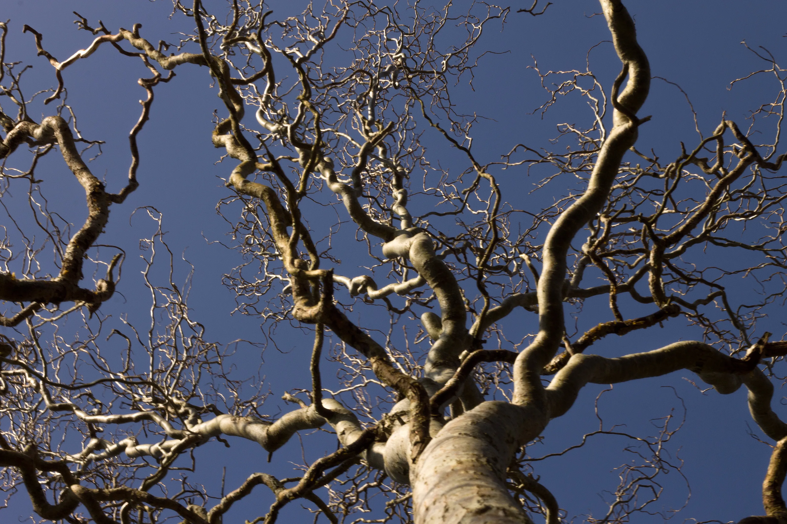 The Wiggly Tree