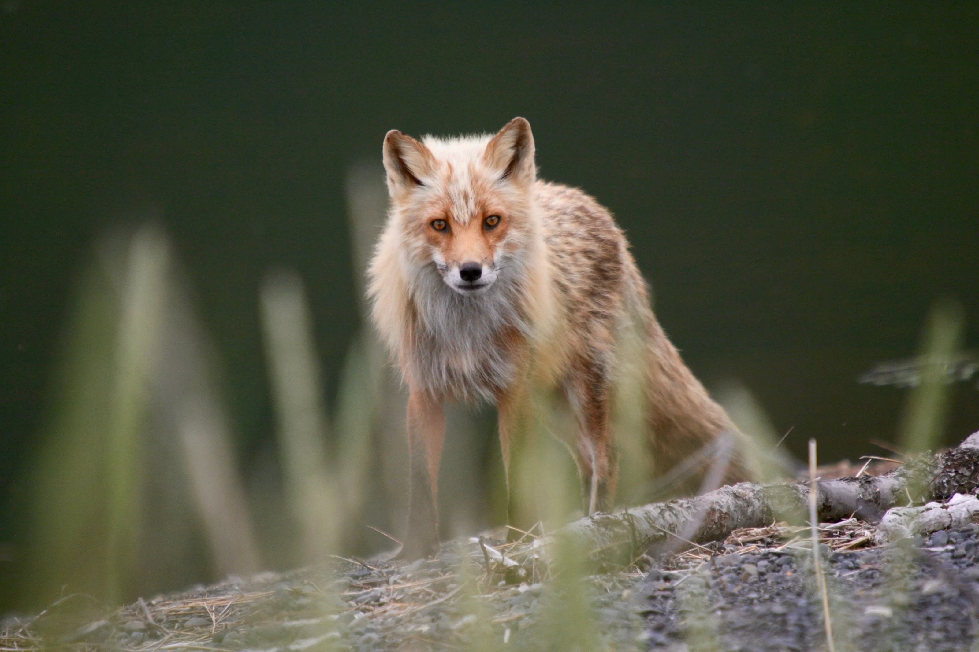 Fox