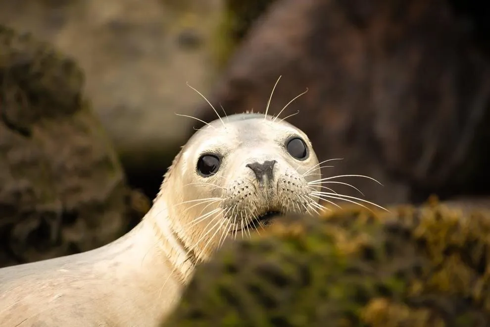 Entry 14076887