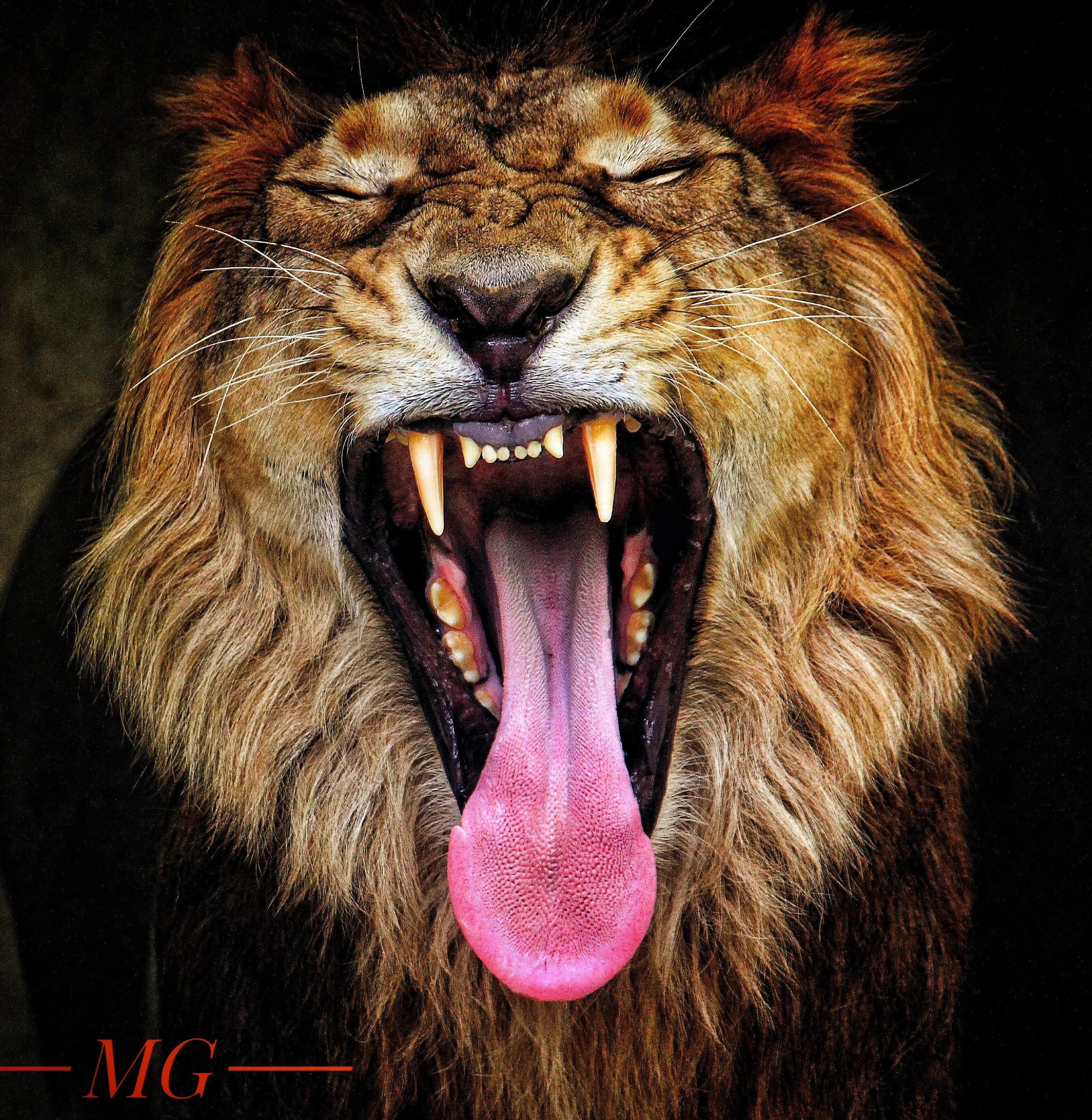 The Roar
