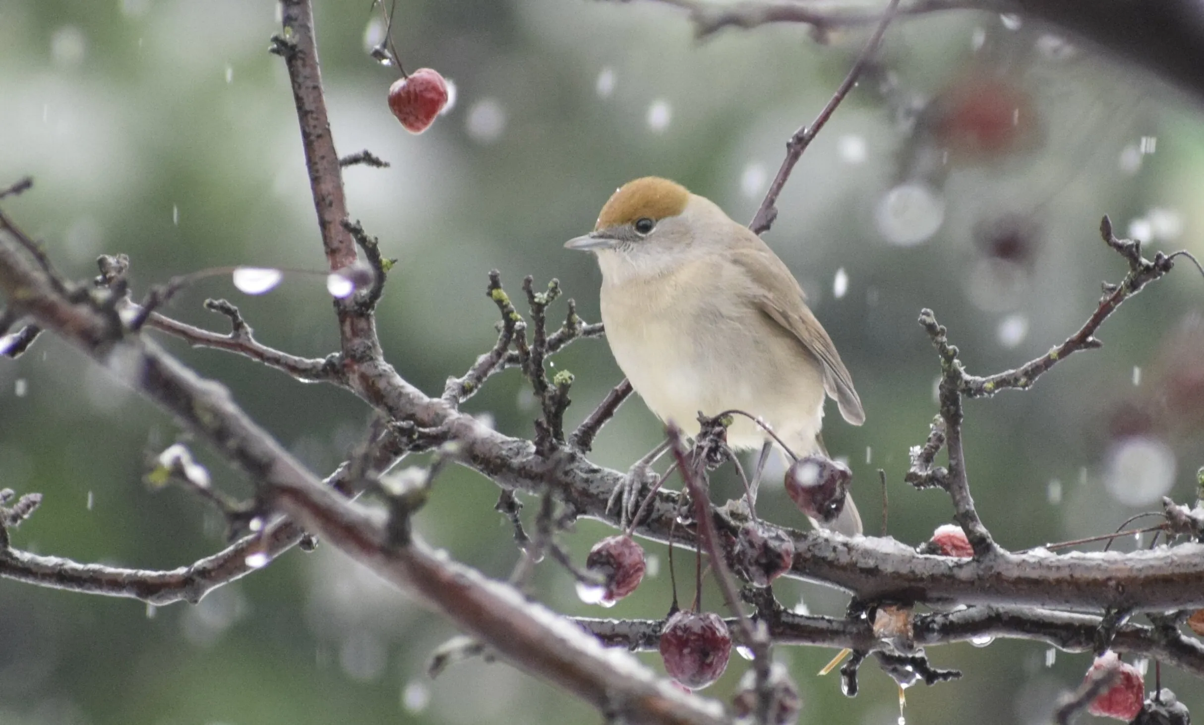 Let is snow!