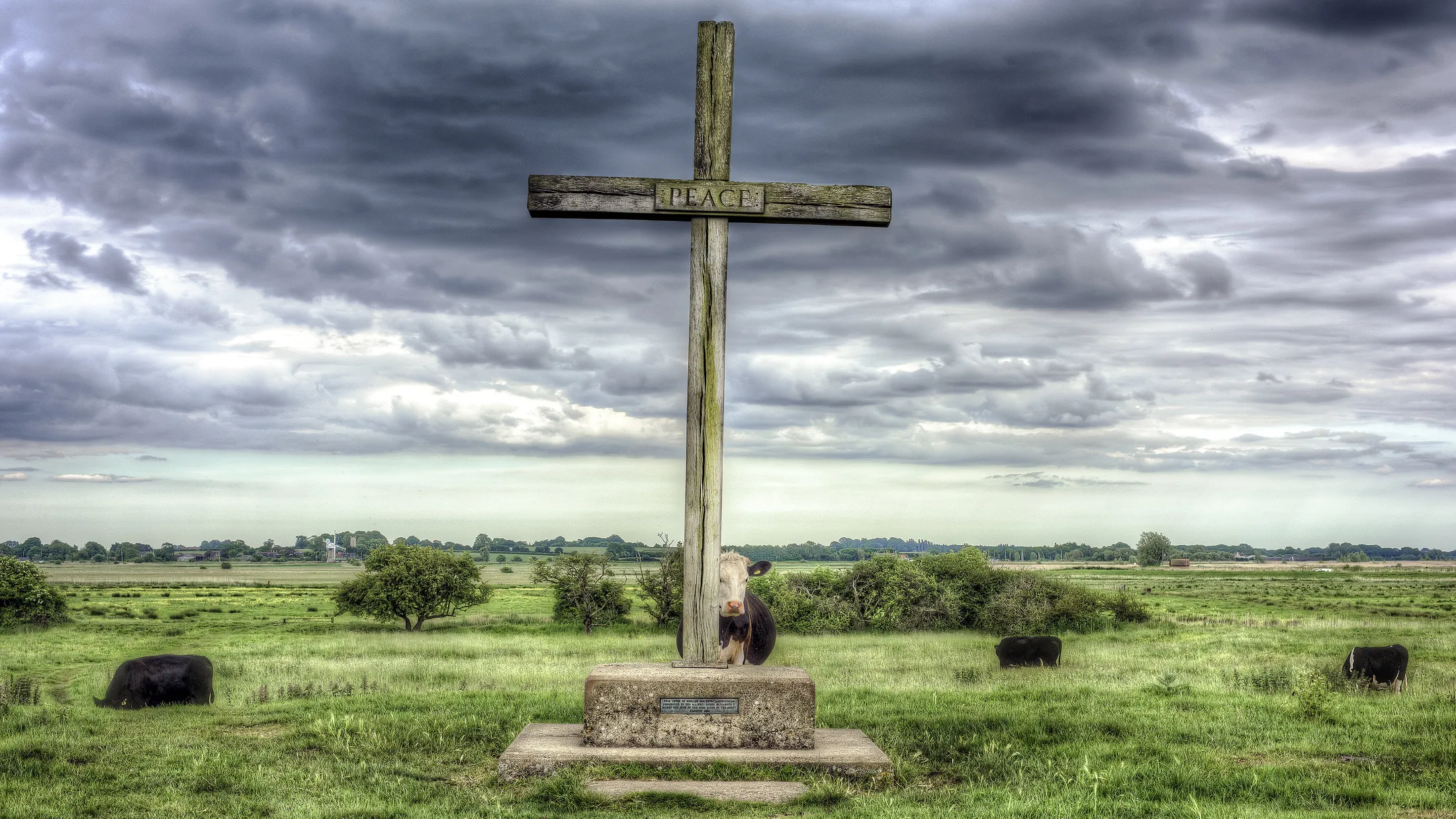 Norfolk Holy Cow