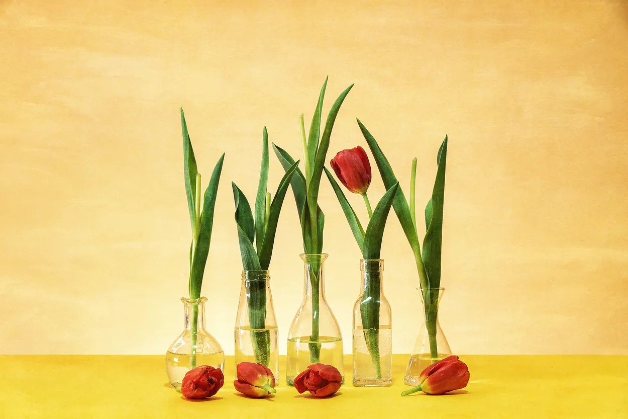 Bottles and tulips