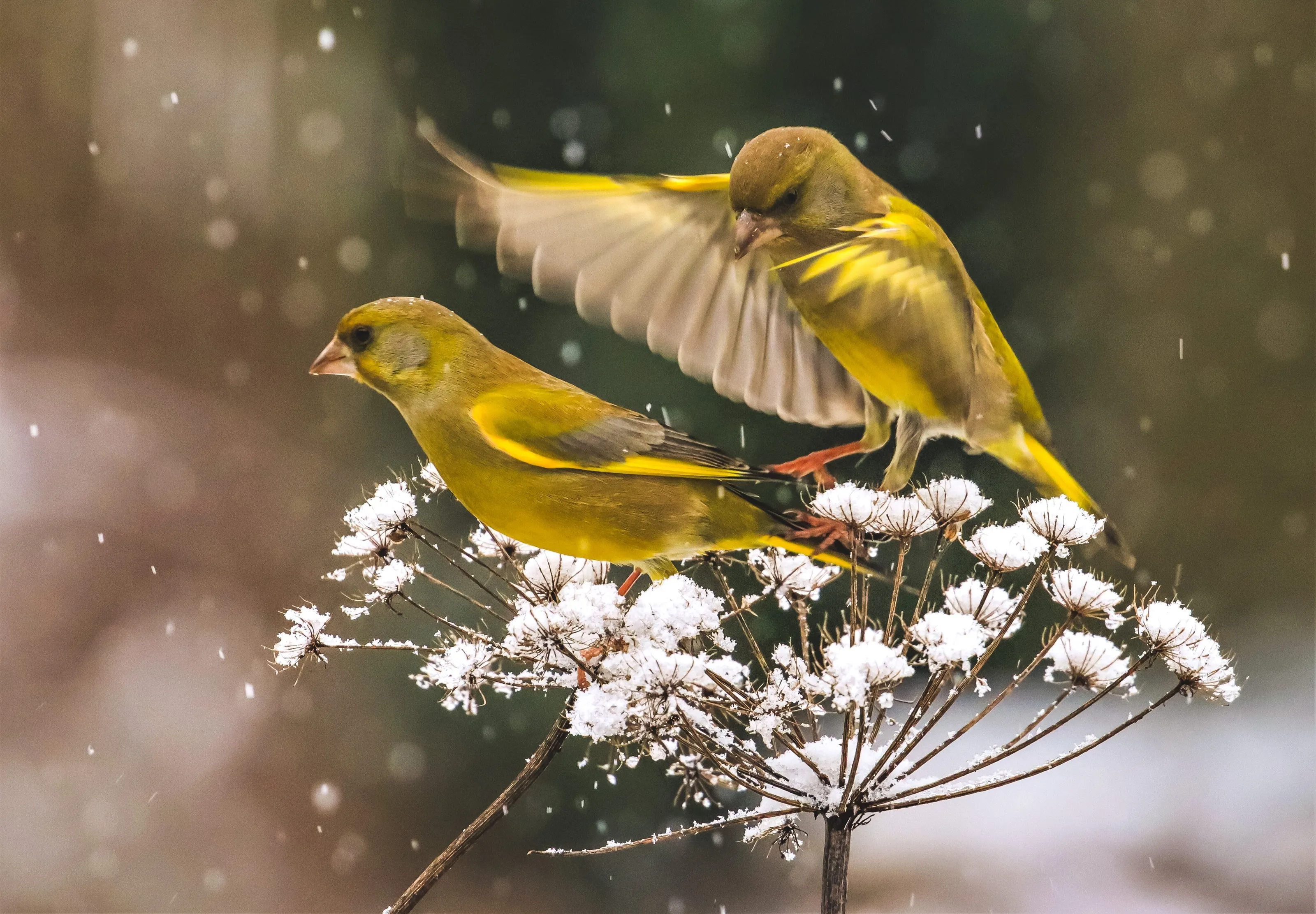 Birds Carduelis chloris; Chloris chloris