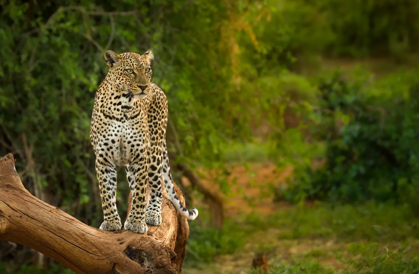 Leopard on lockout
