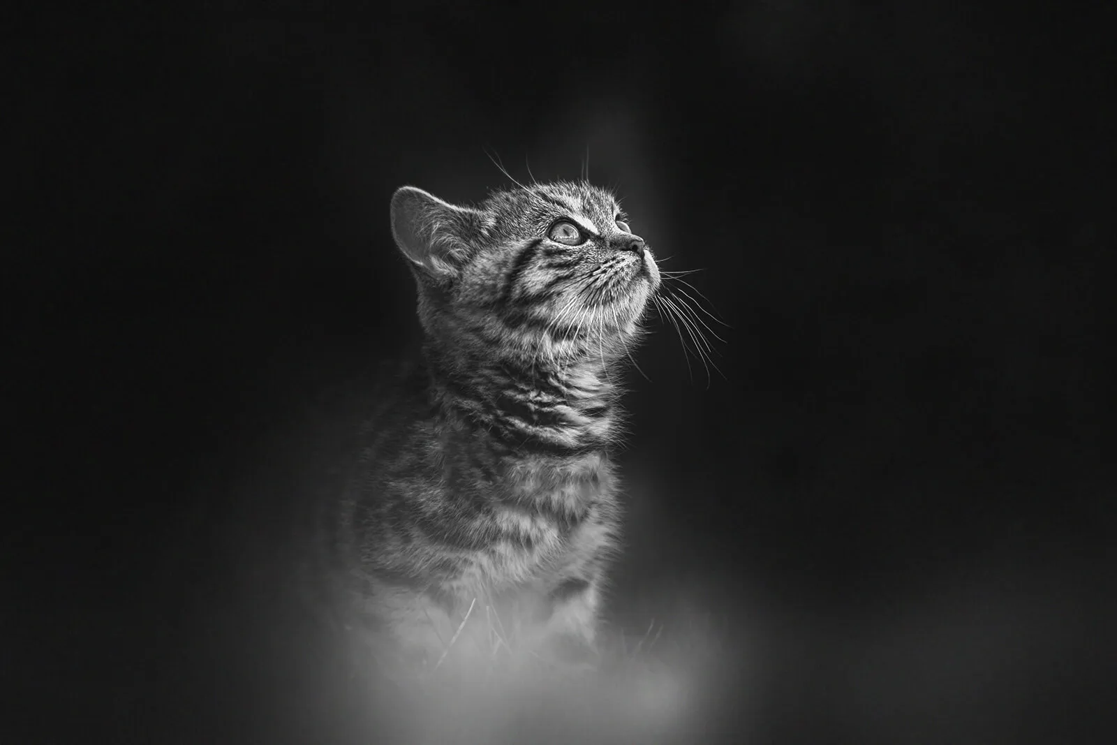 Kitty