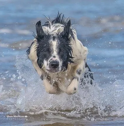 Border Collie Hemp