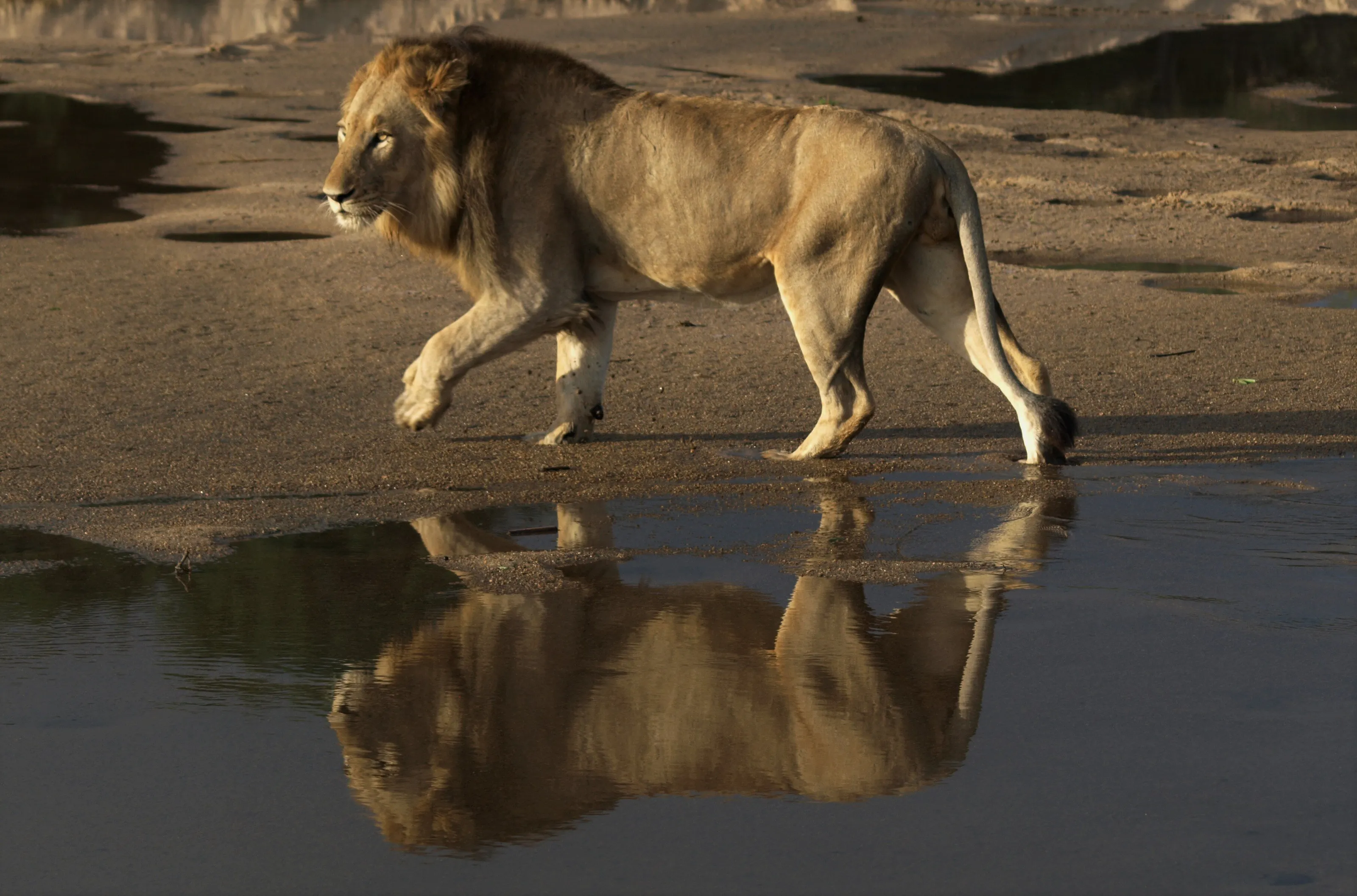 On The Prowl