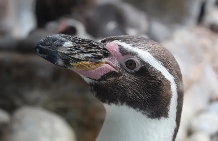PashleyPrints: Penguin