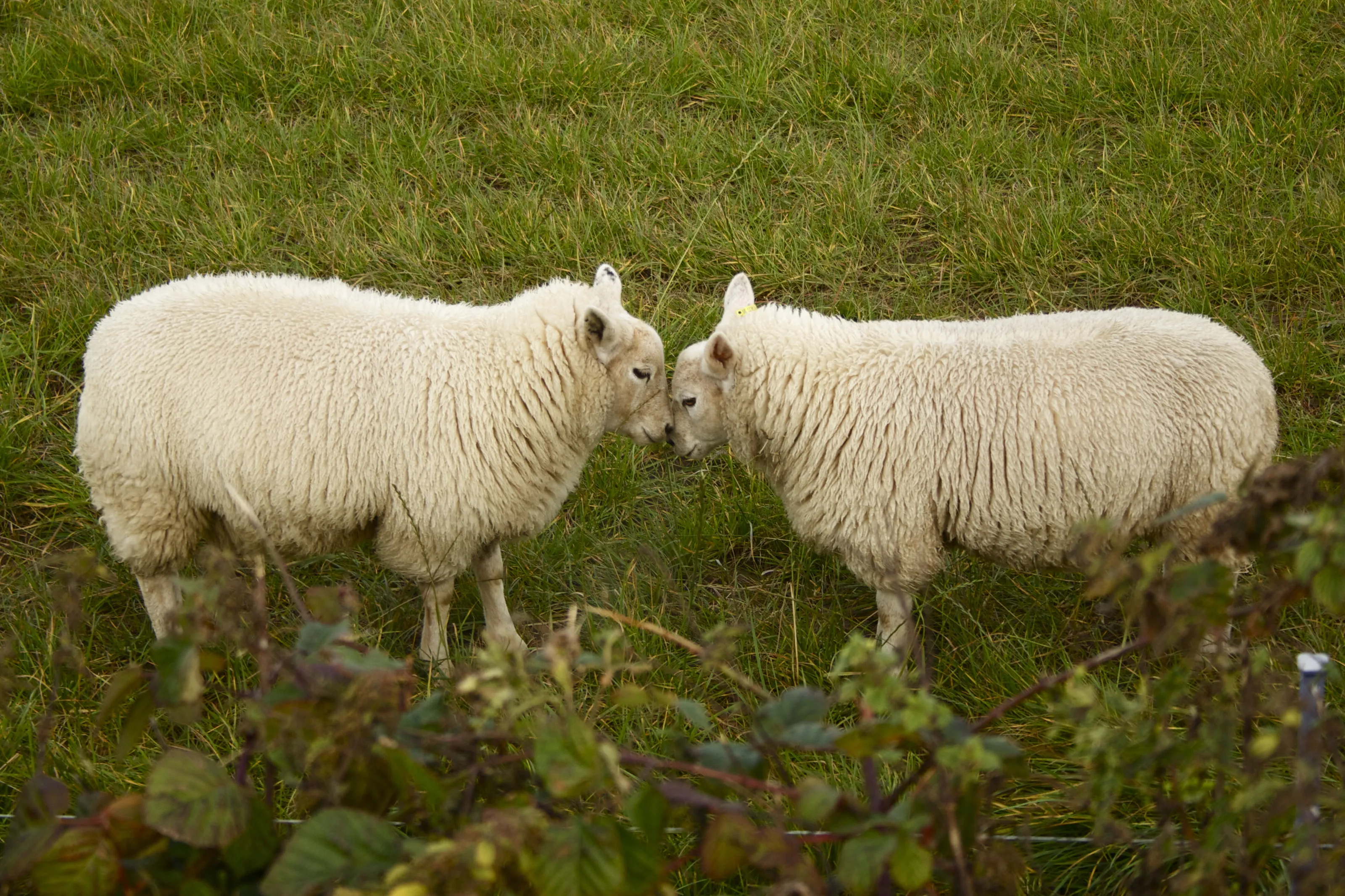 "a sheeps love"