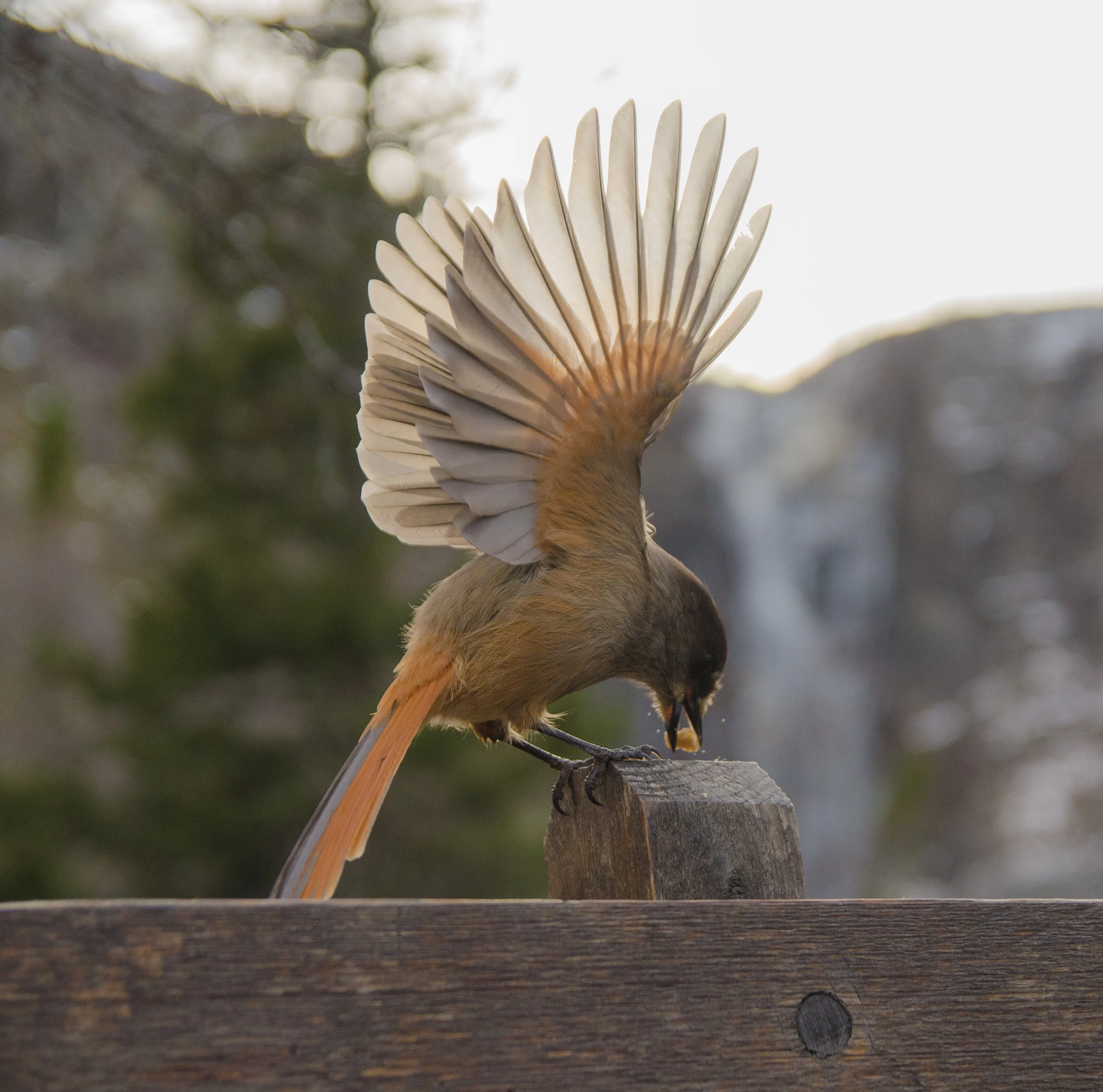 Bird