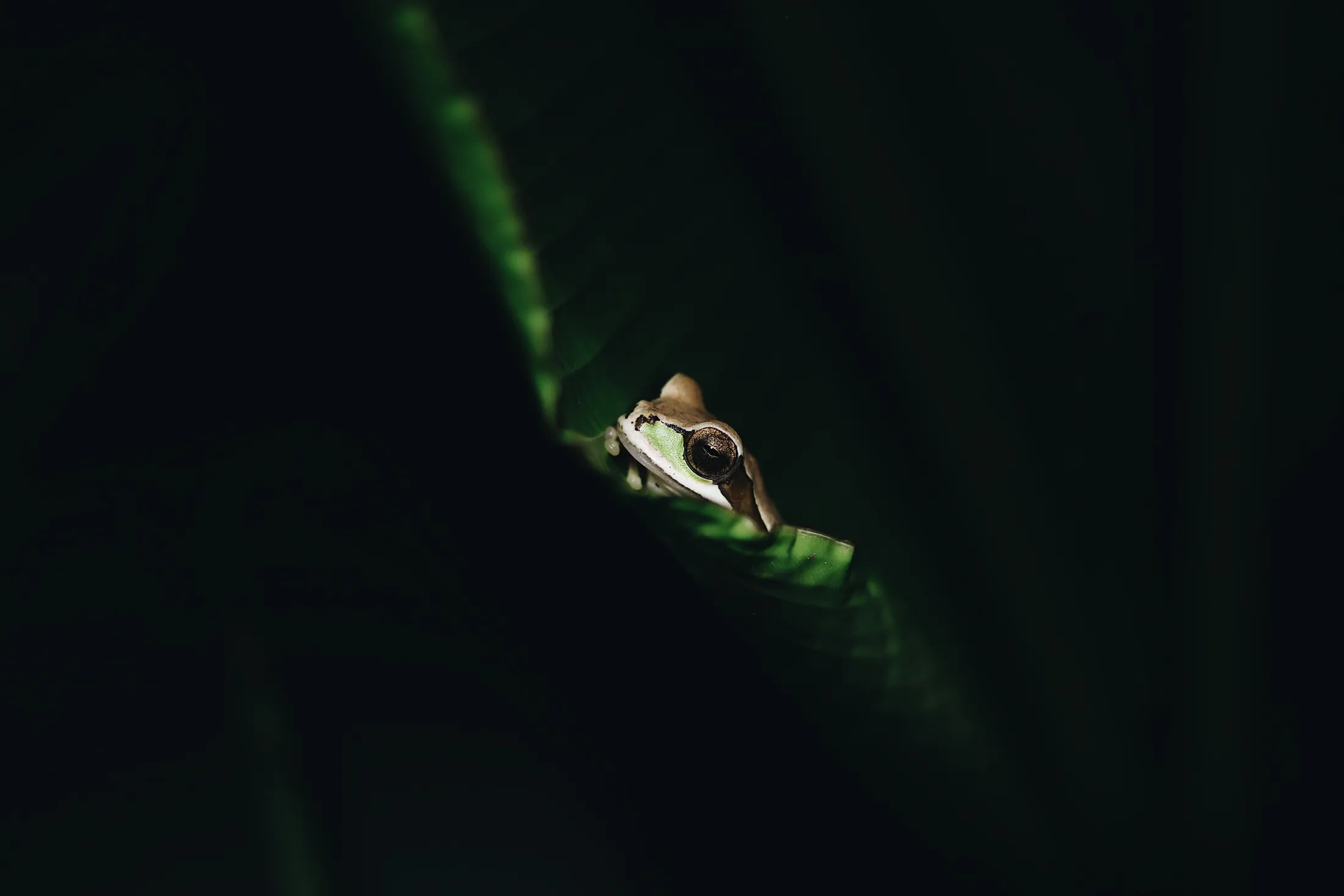 tree frog playing hide and seek