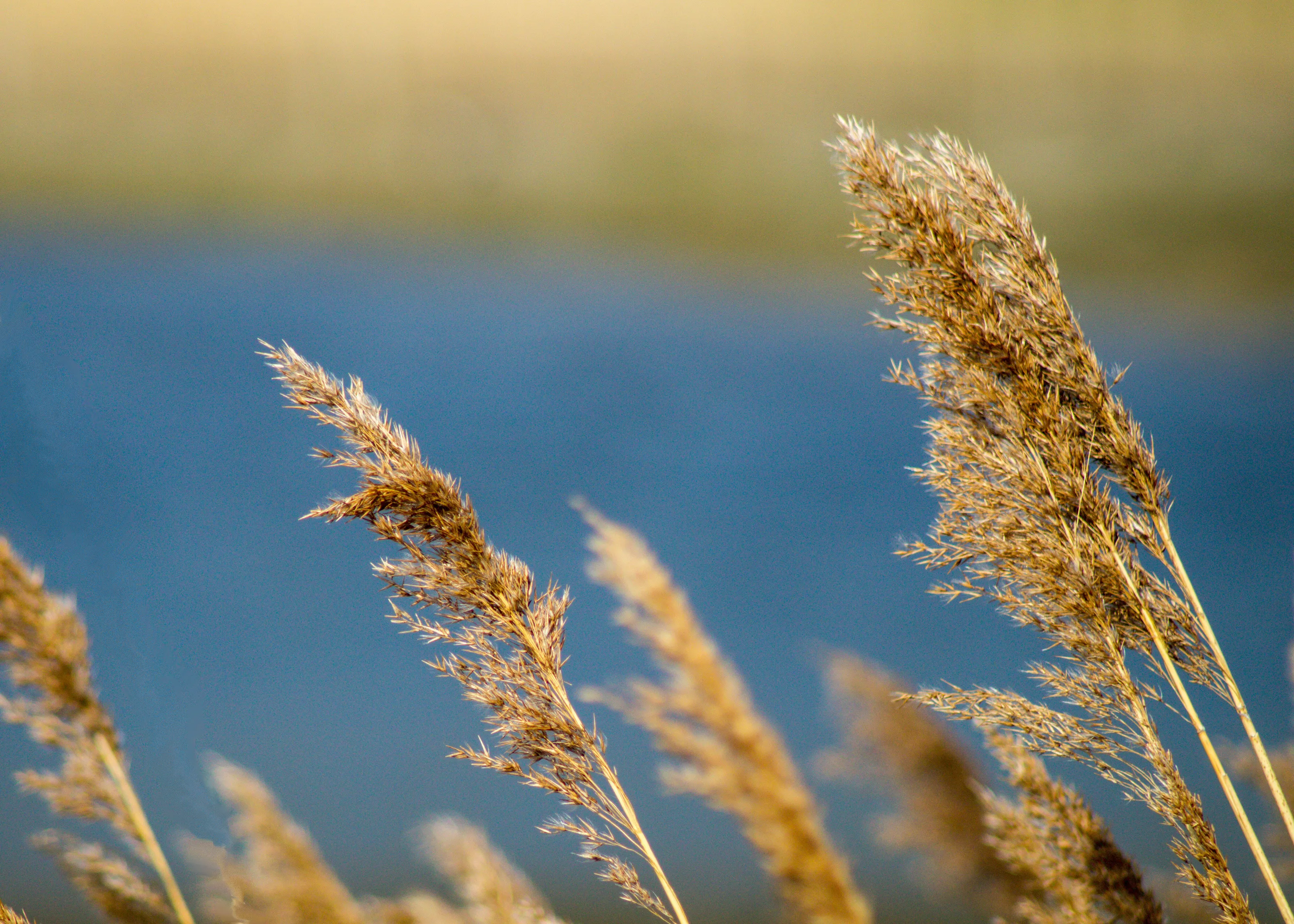 Long Grass