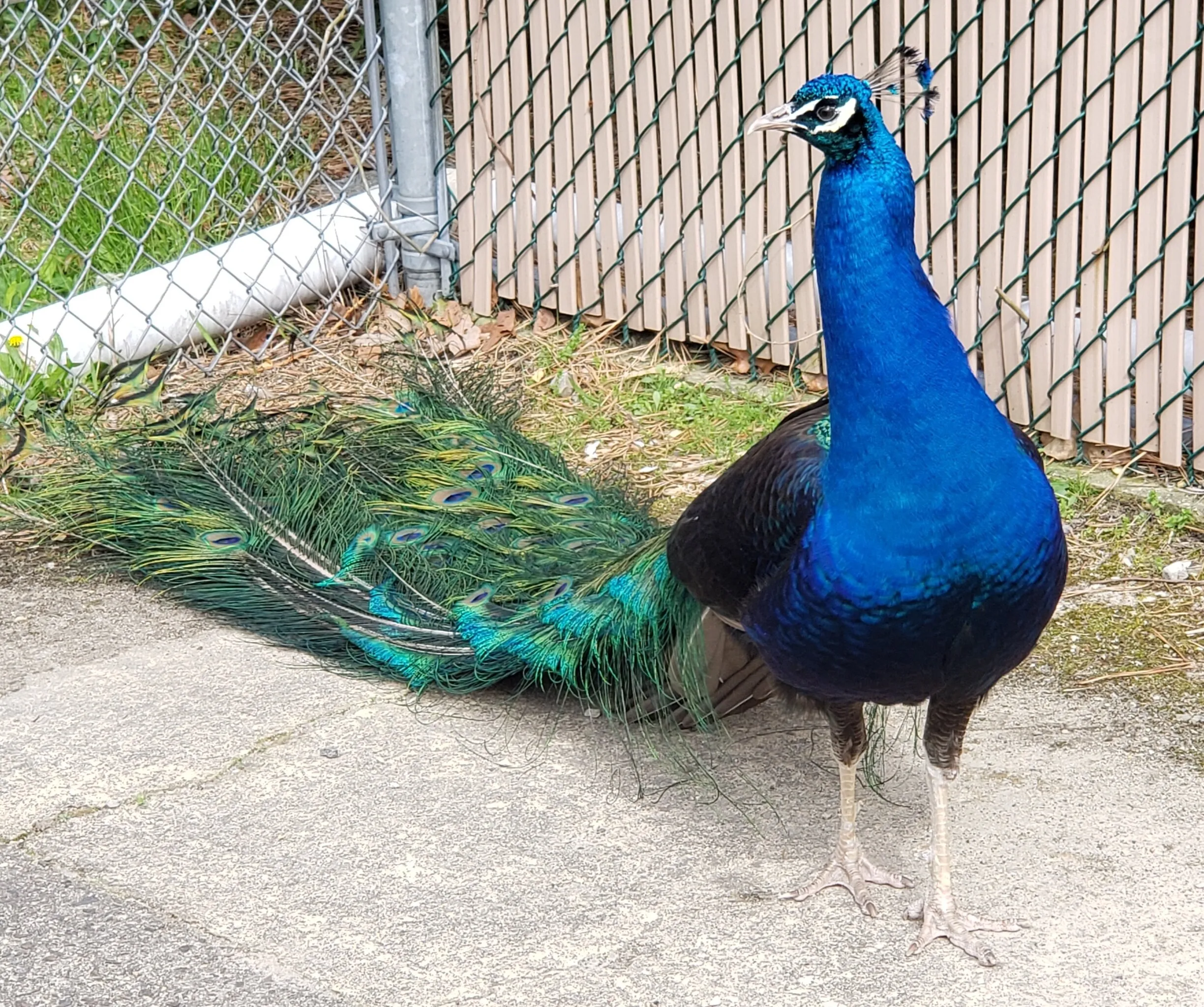 Peacock