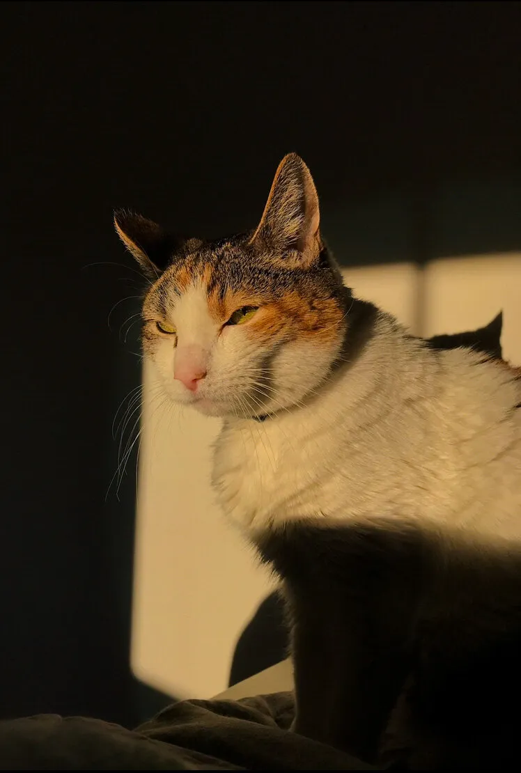 Sunset Cat
