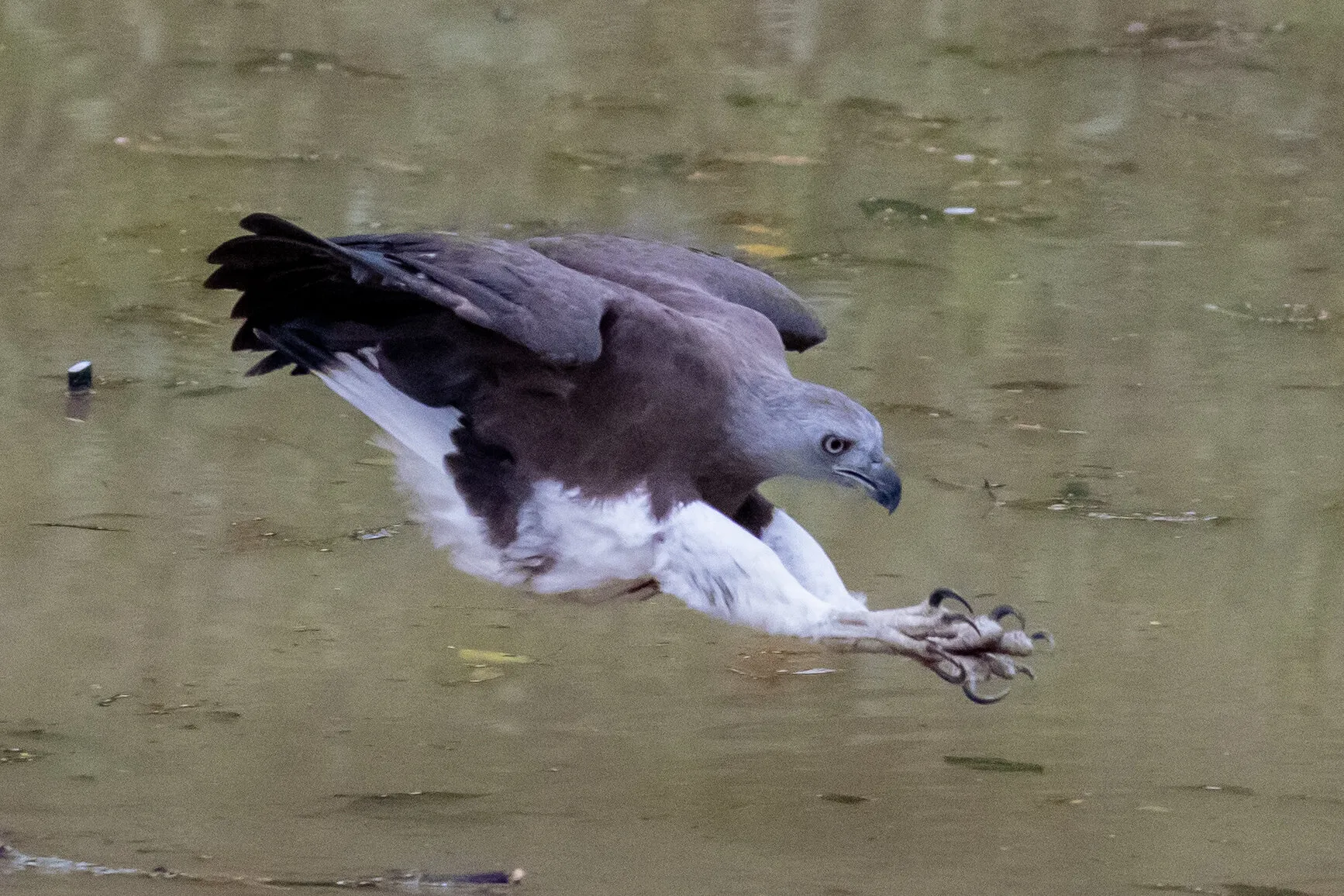 Grey Headed Fish Eagle going in for the kill!