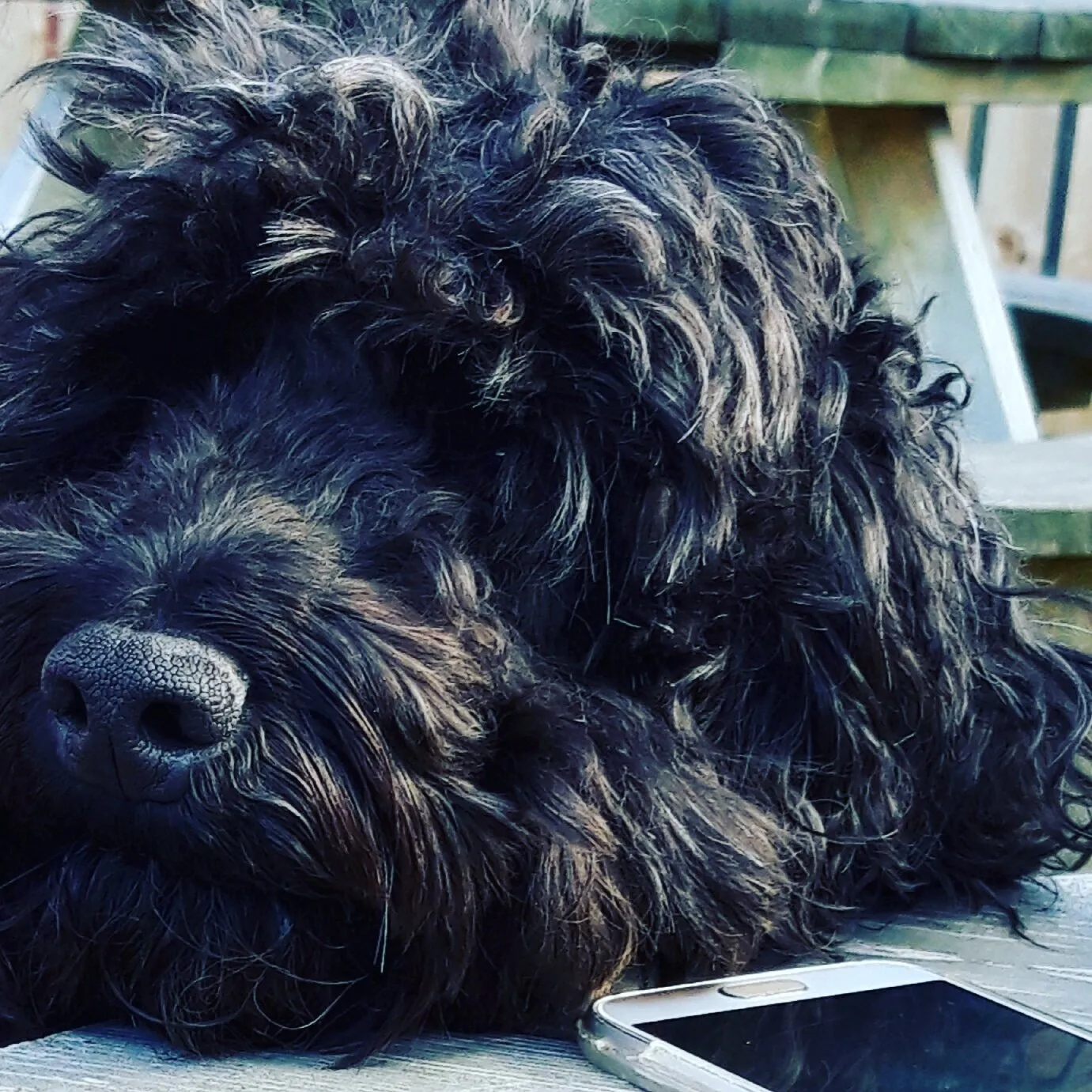 Buddy 🐾