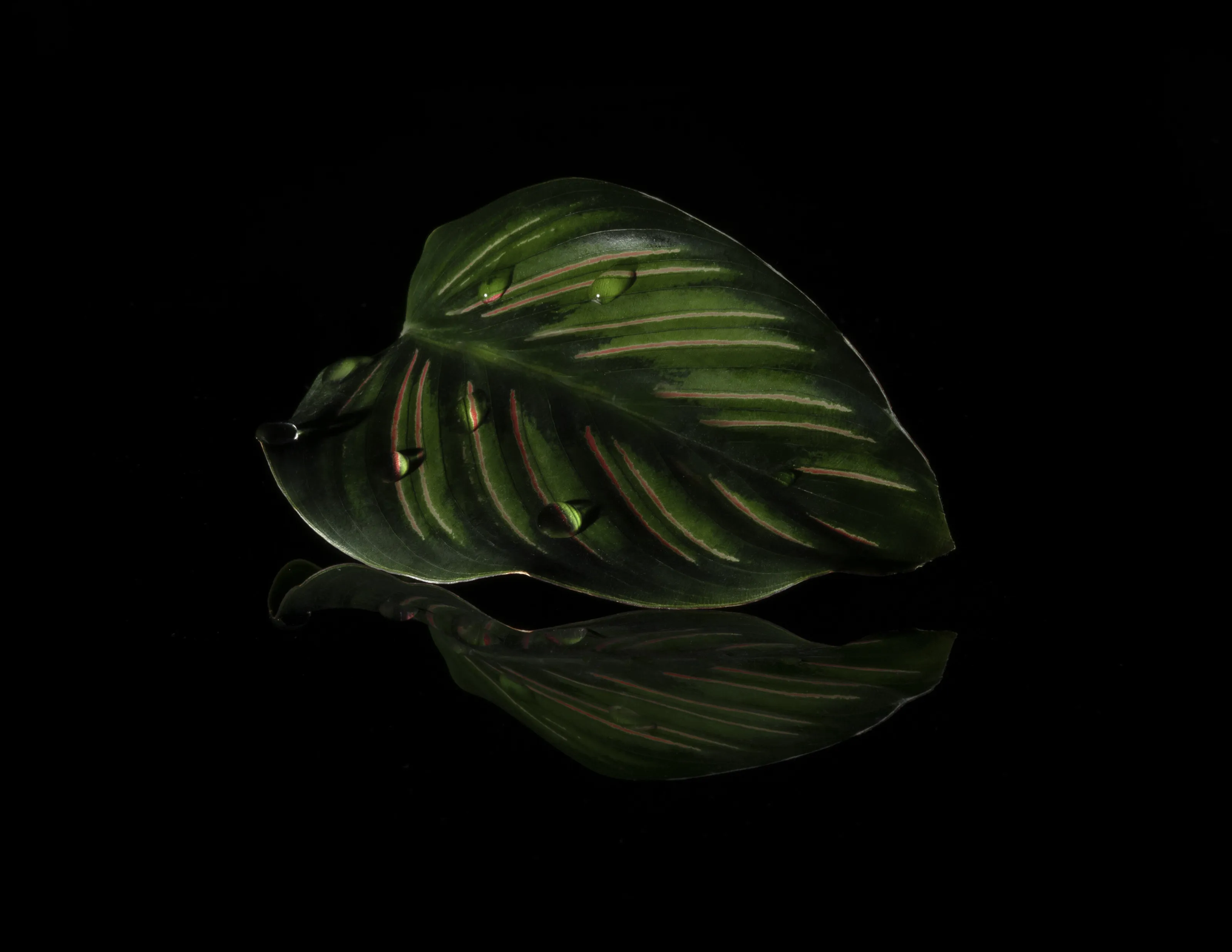 Calathea